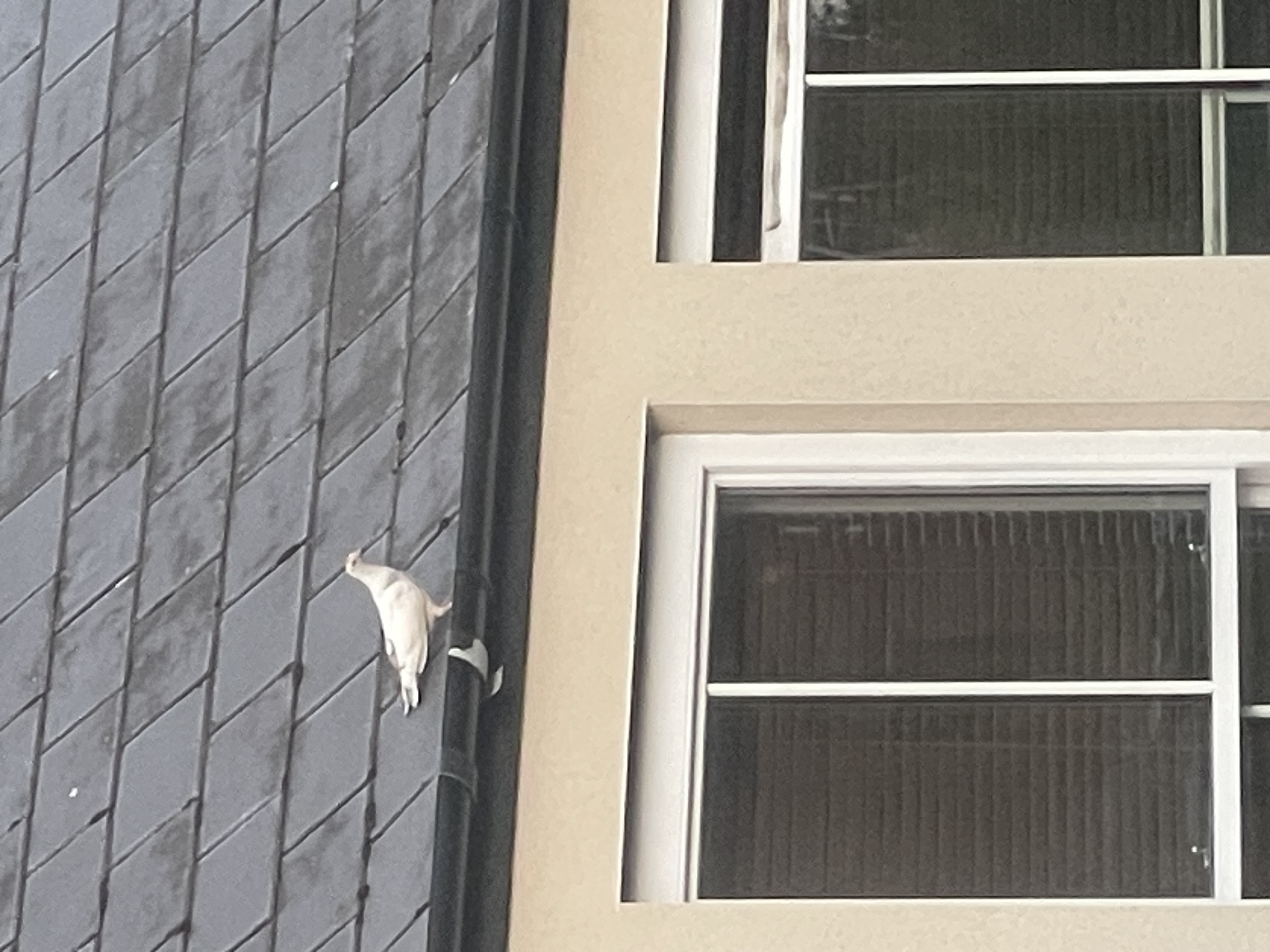 最近認識された鳥の写真