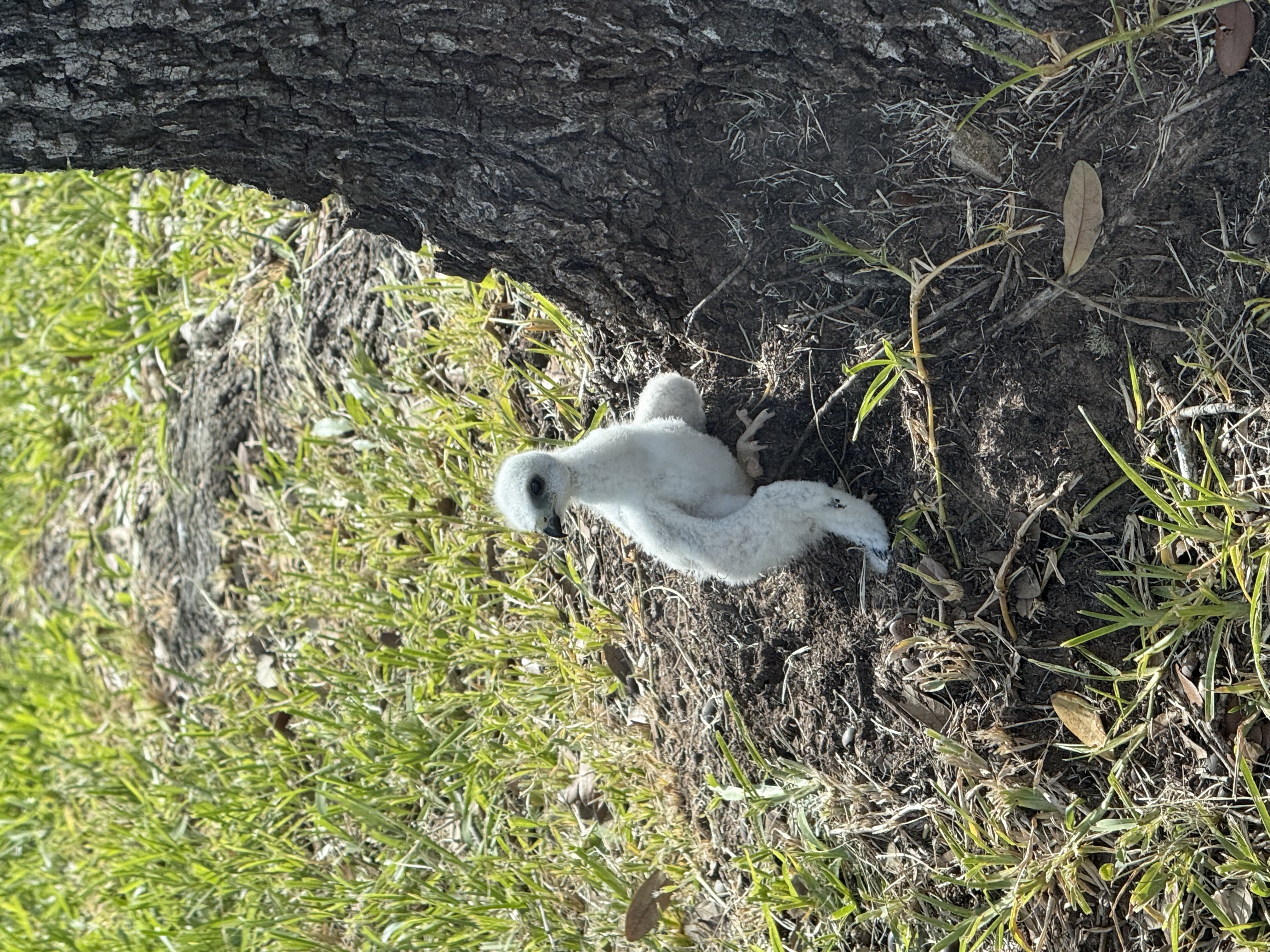 Recent bird photo