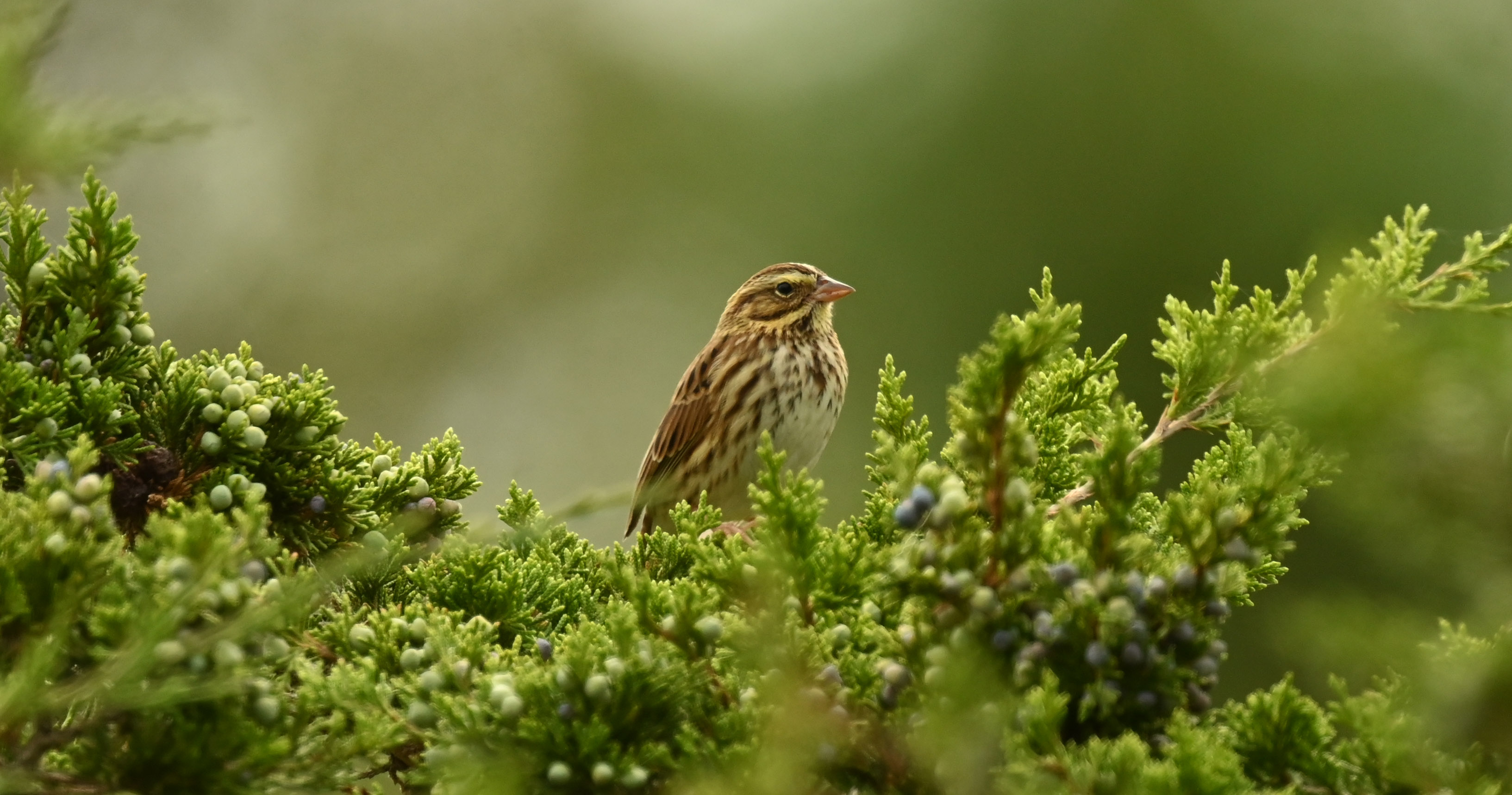 最近辨識的鳥類圖片