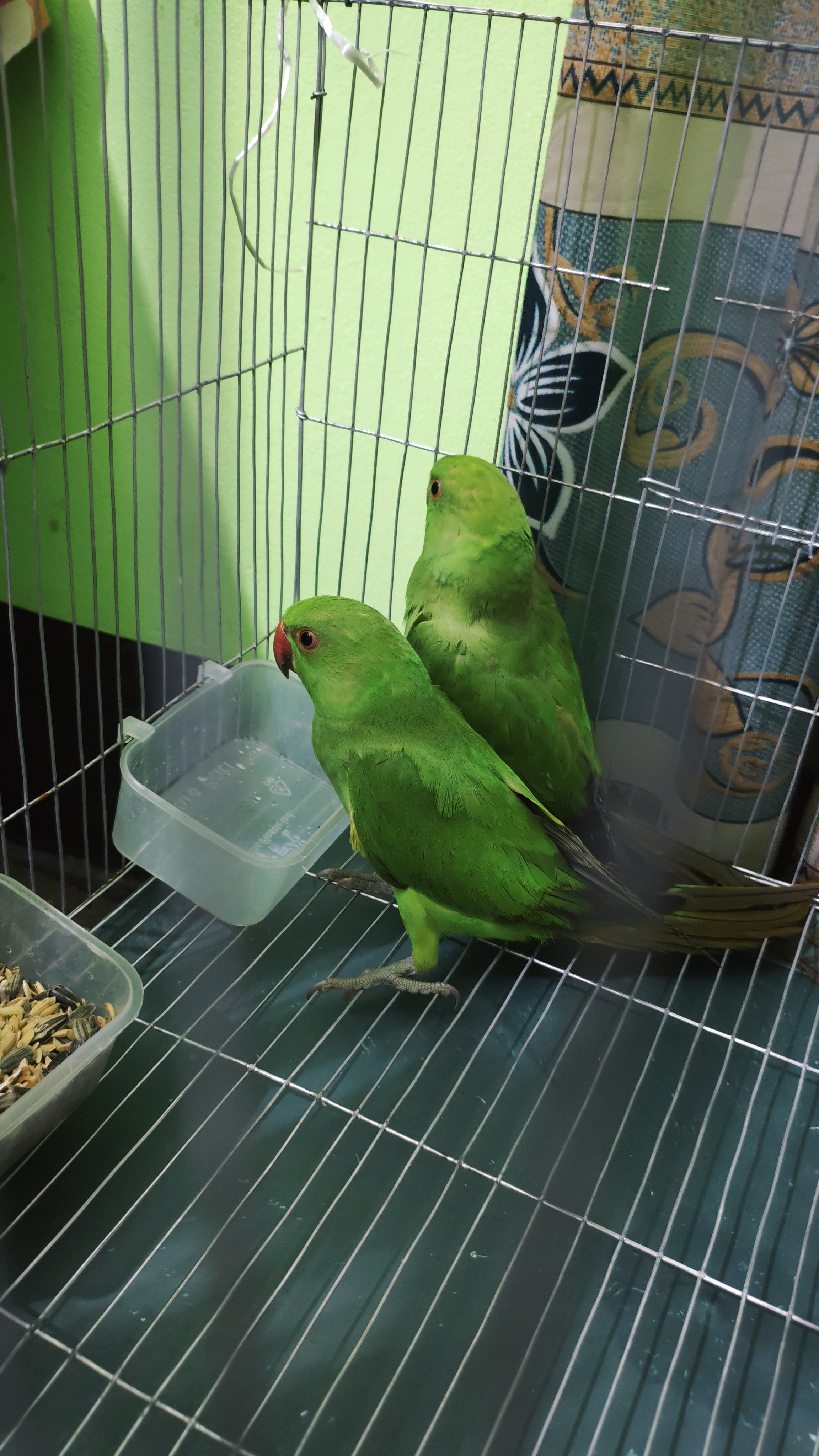 最近認識された鳥の写真