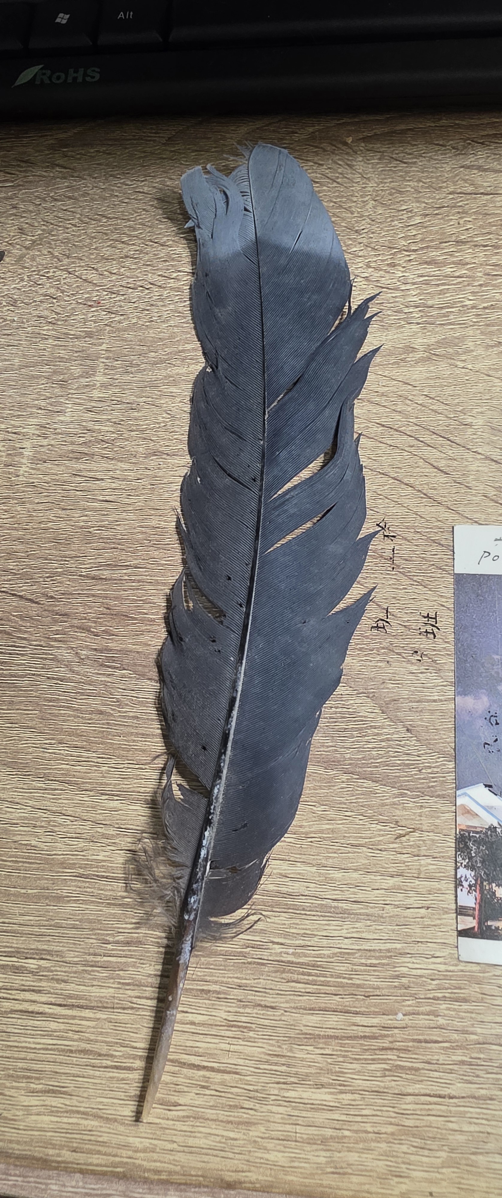 Recent bird photo