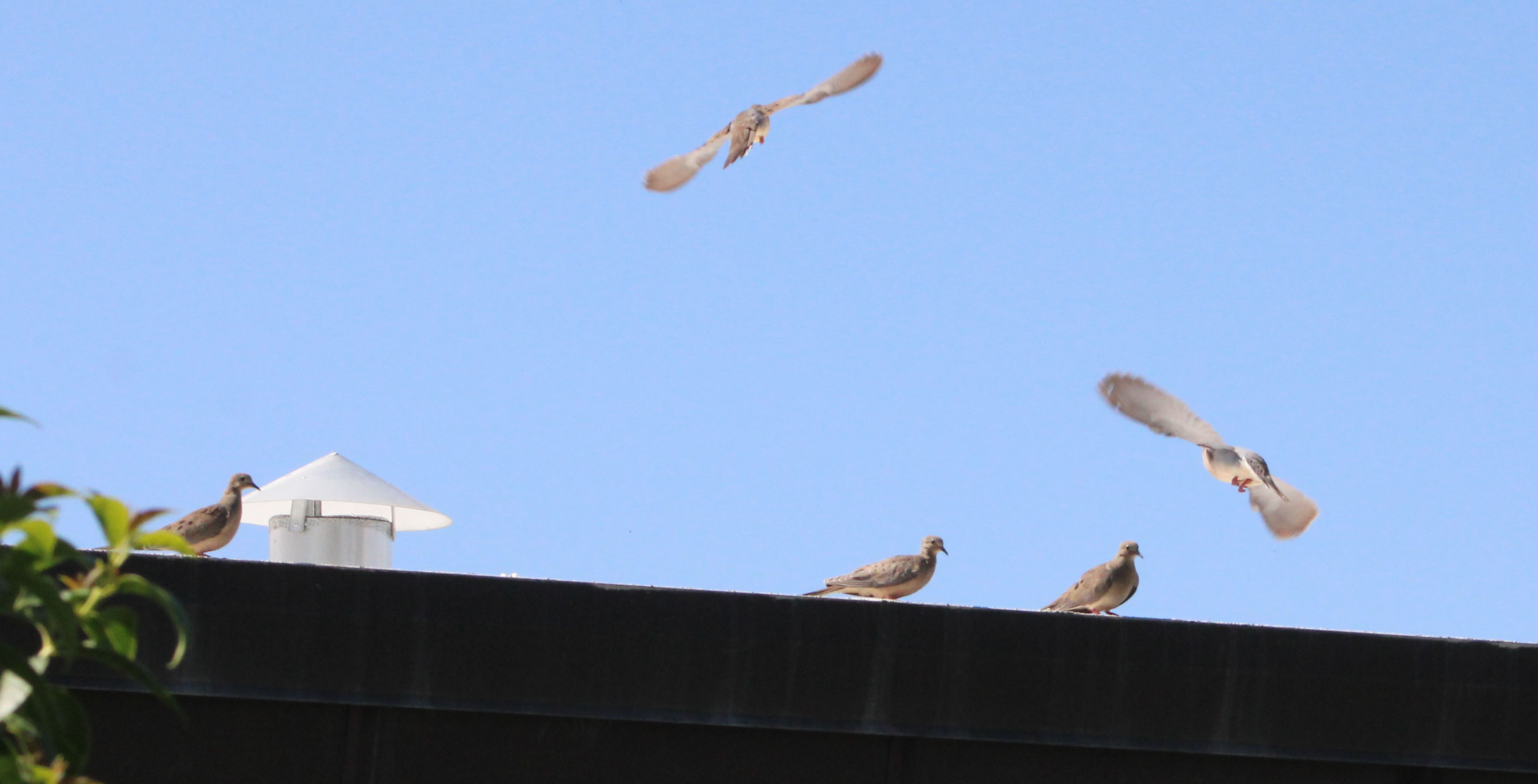 Mourning Dove