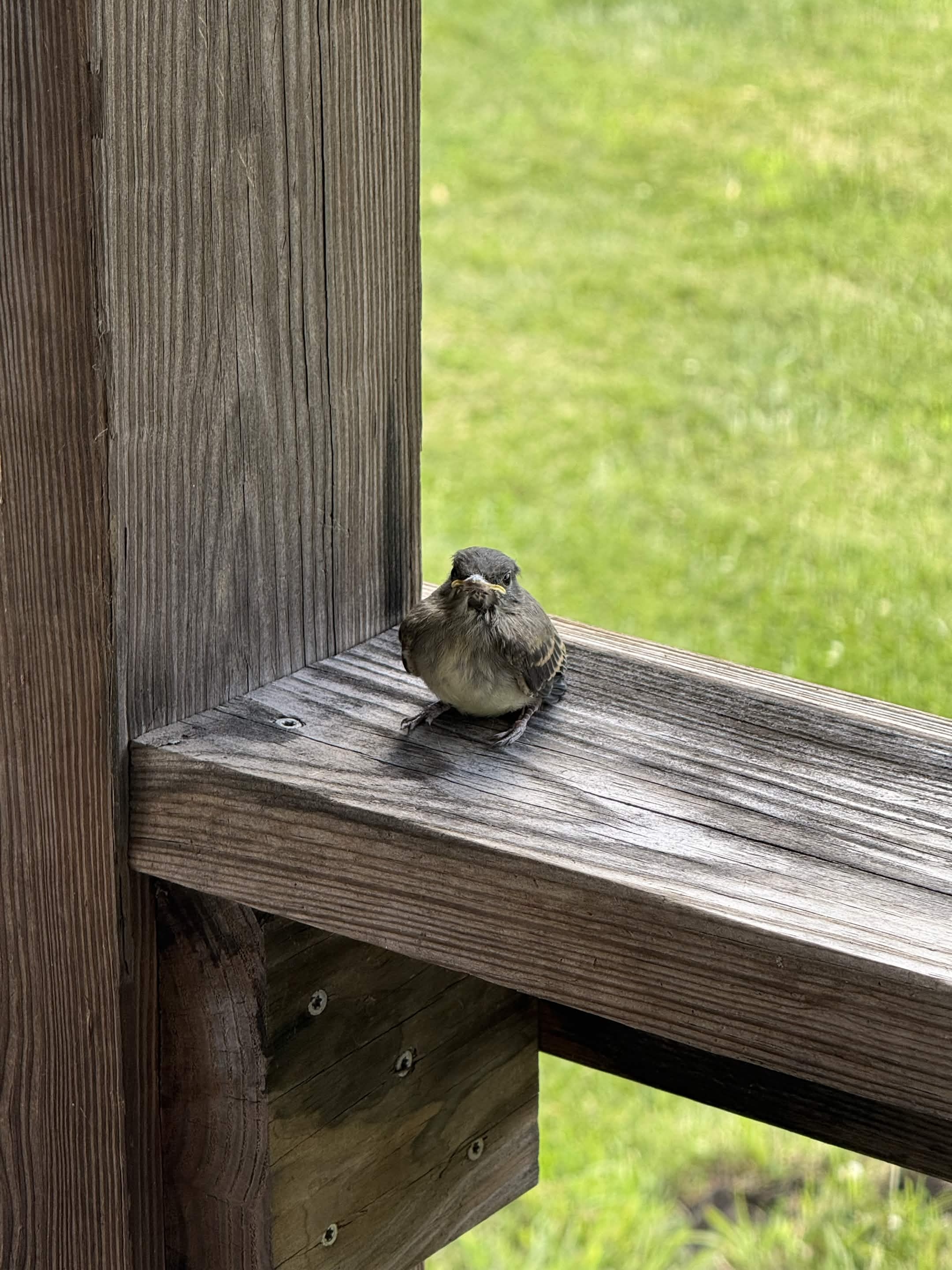 Recent bird photo
