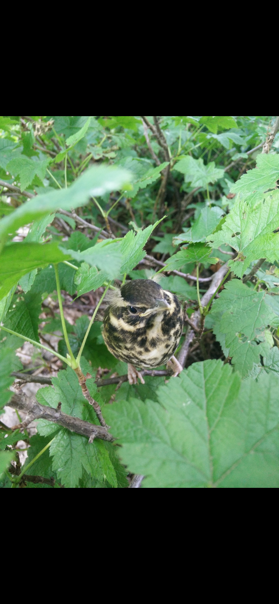 Recent bird photo