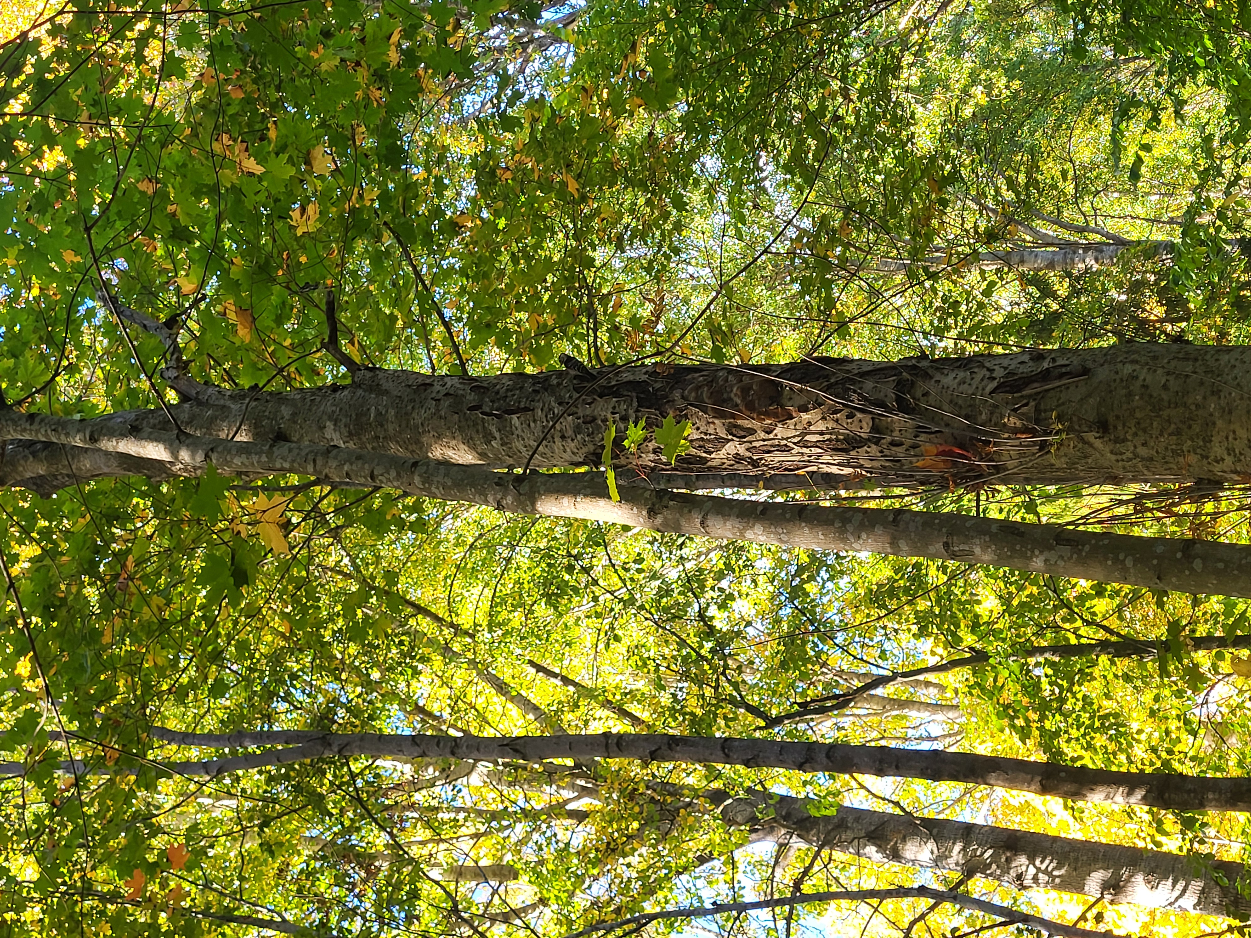 Recent bird photo