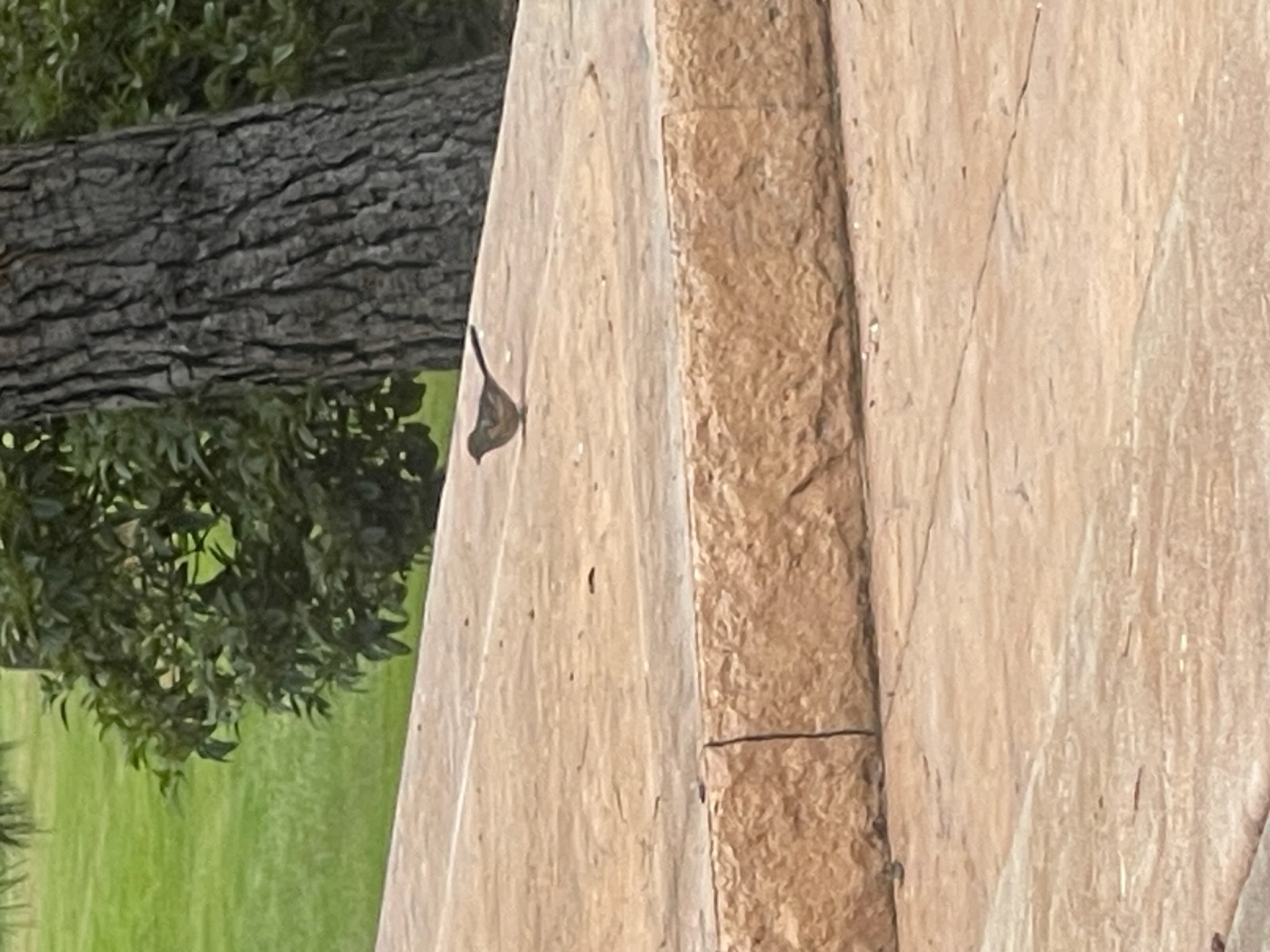 最近認識された鳥の写真