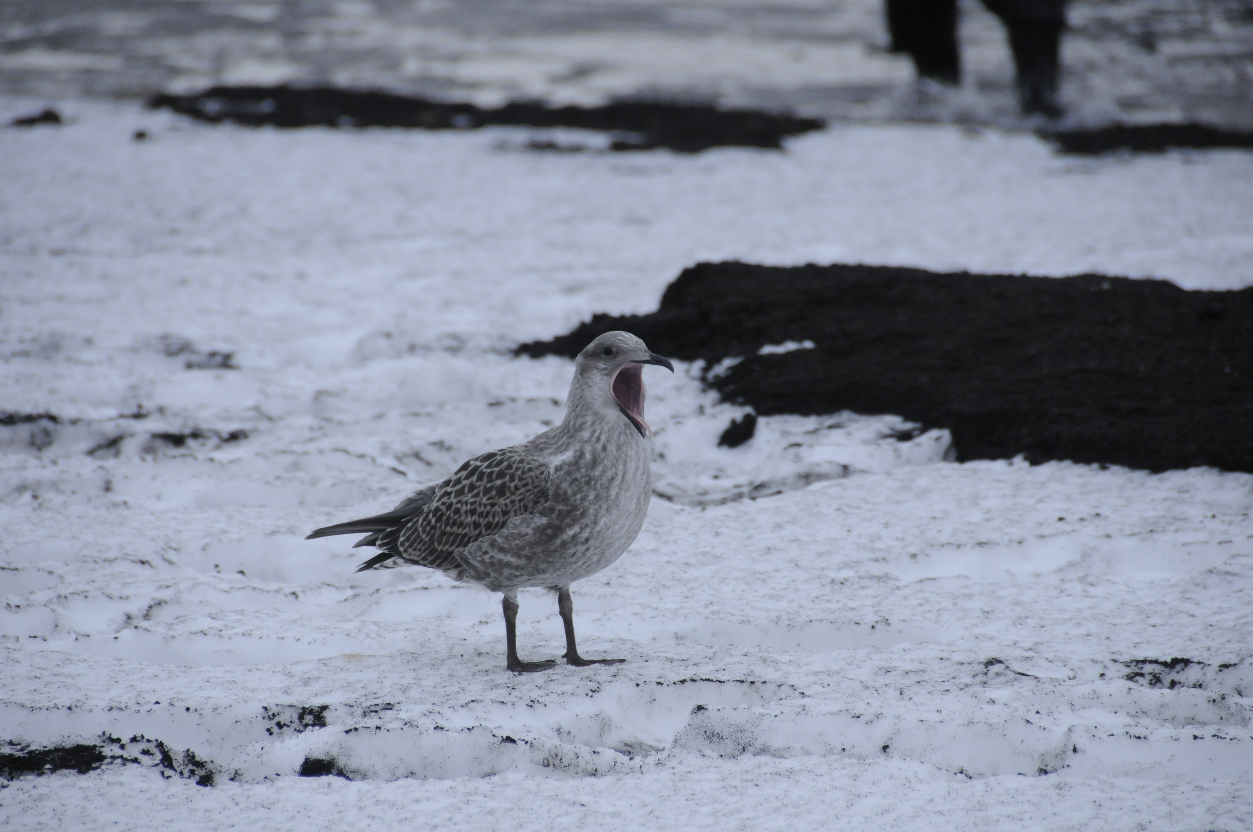 最近認識された鳥の写真