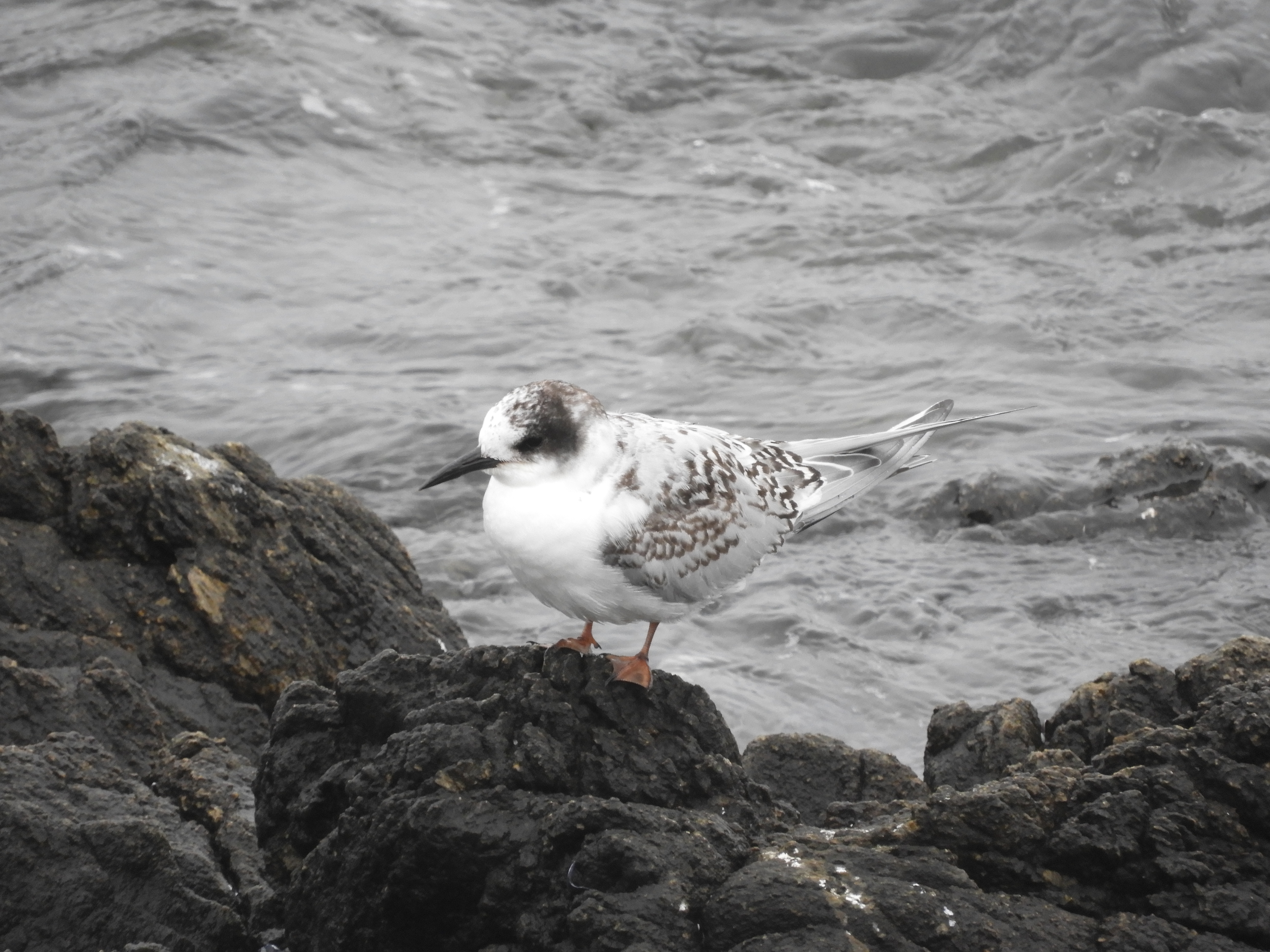 最近認識された鳥の写真