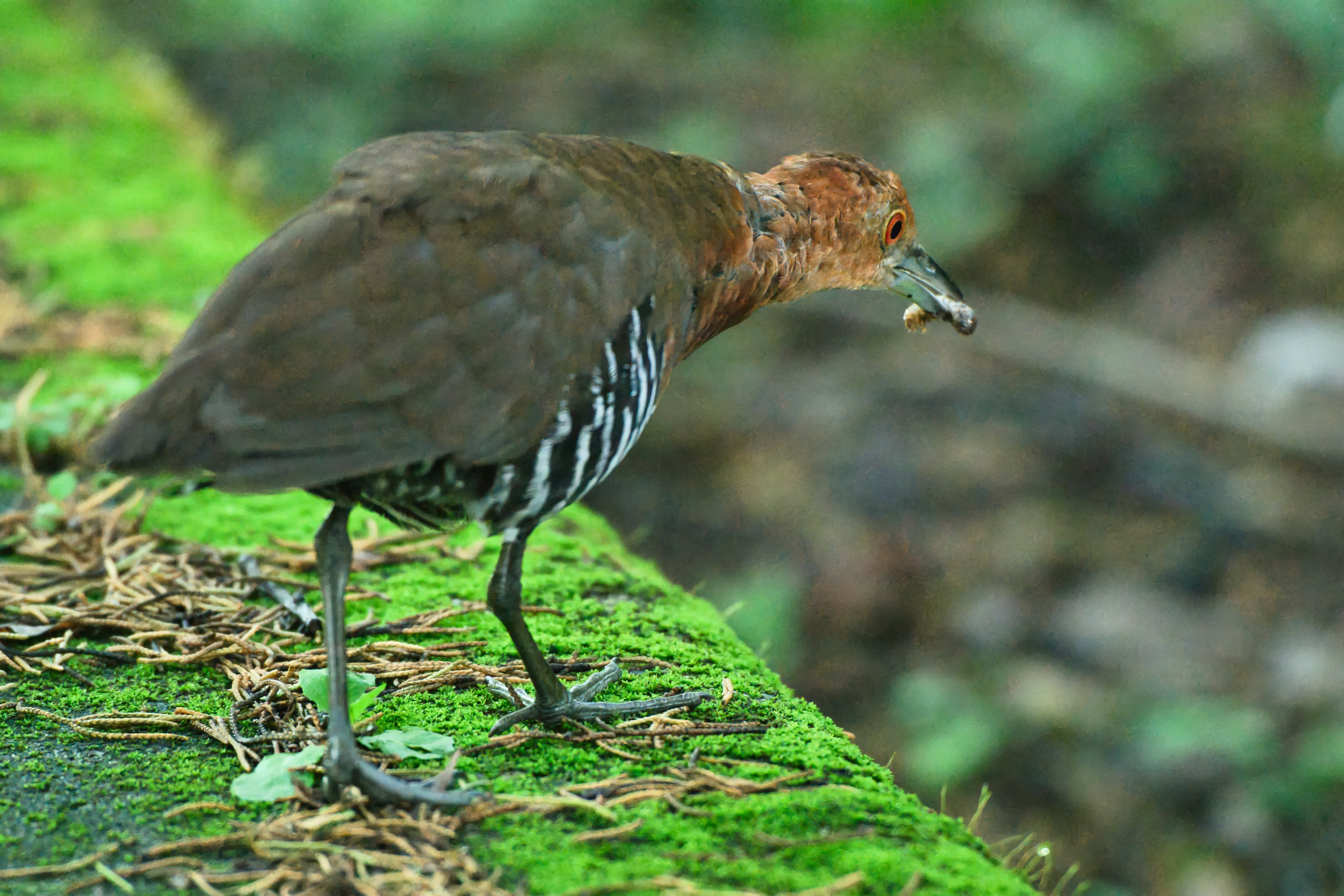 Long-billed Rail