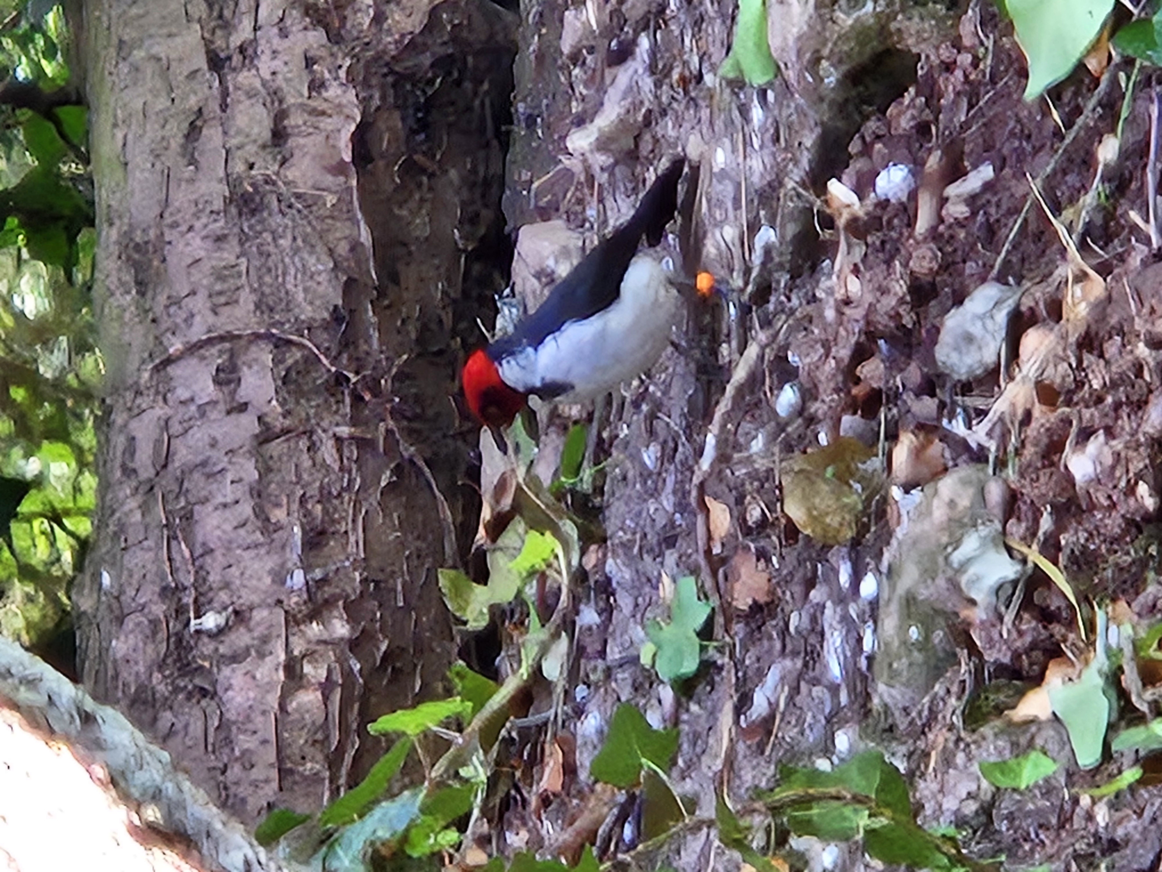 Recent bird photo