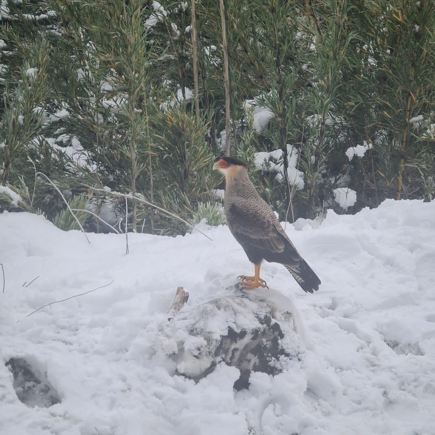 最近認識された鳥の写真