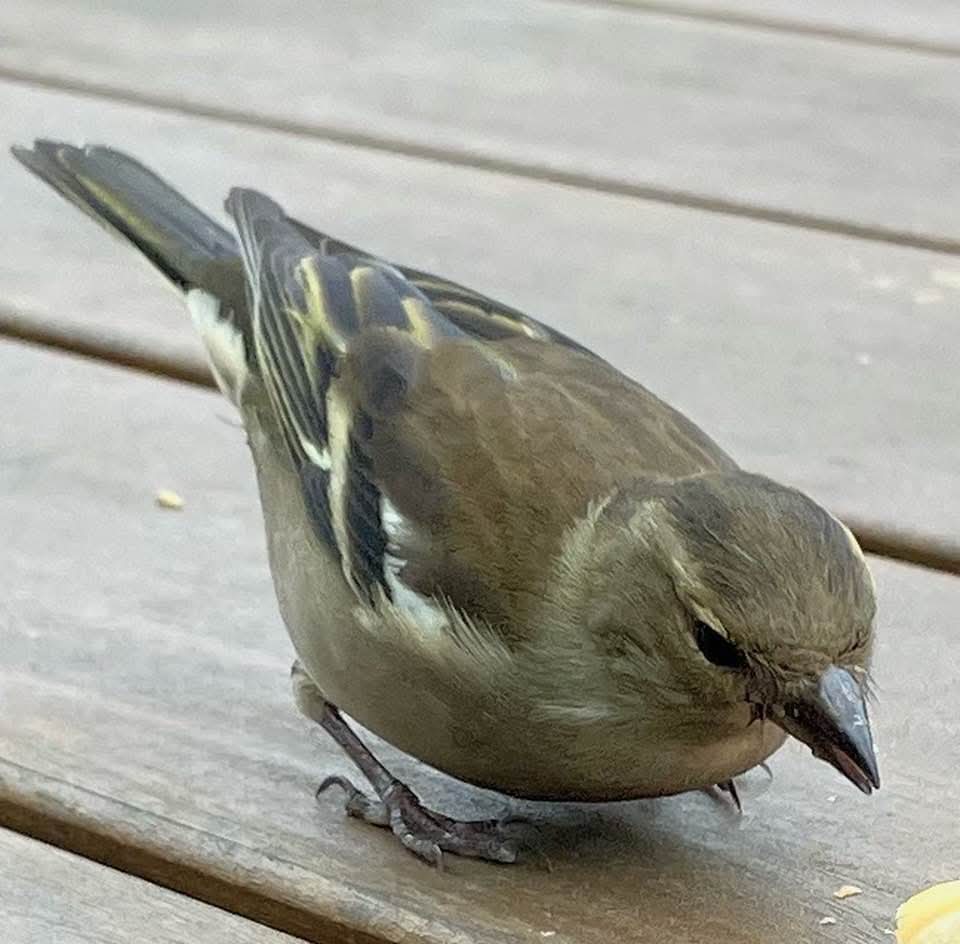 最近認識された鳥の写真