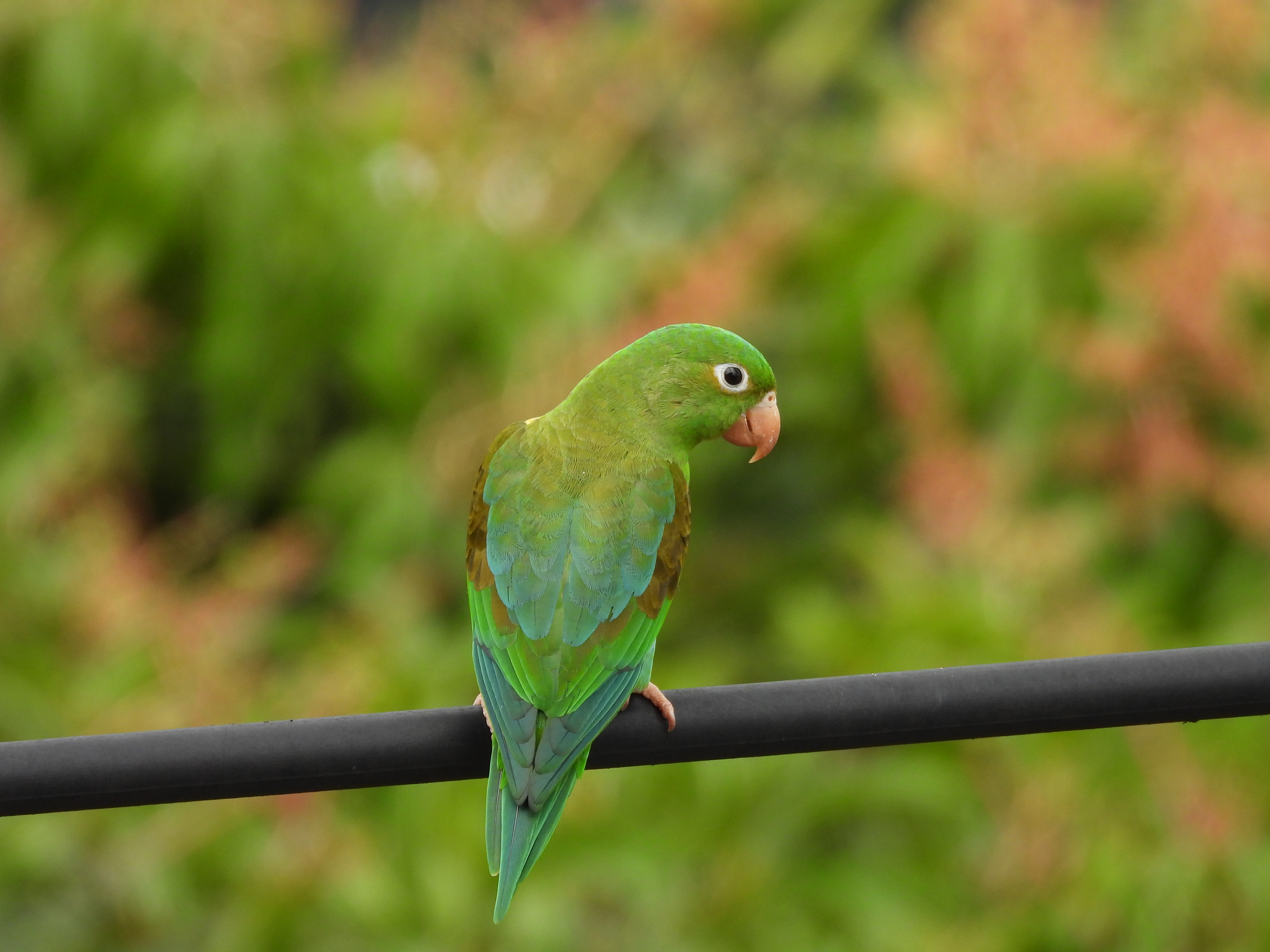 Recent bird photo
