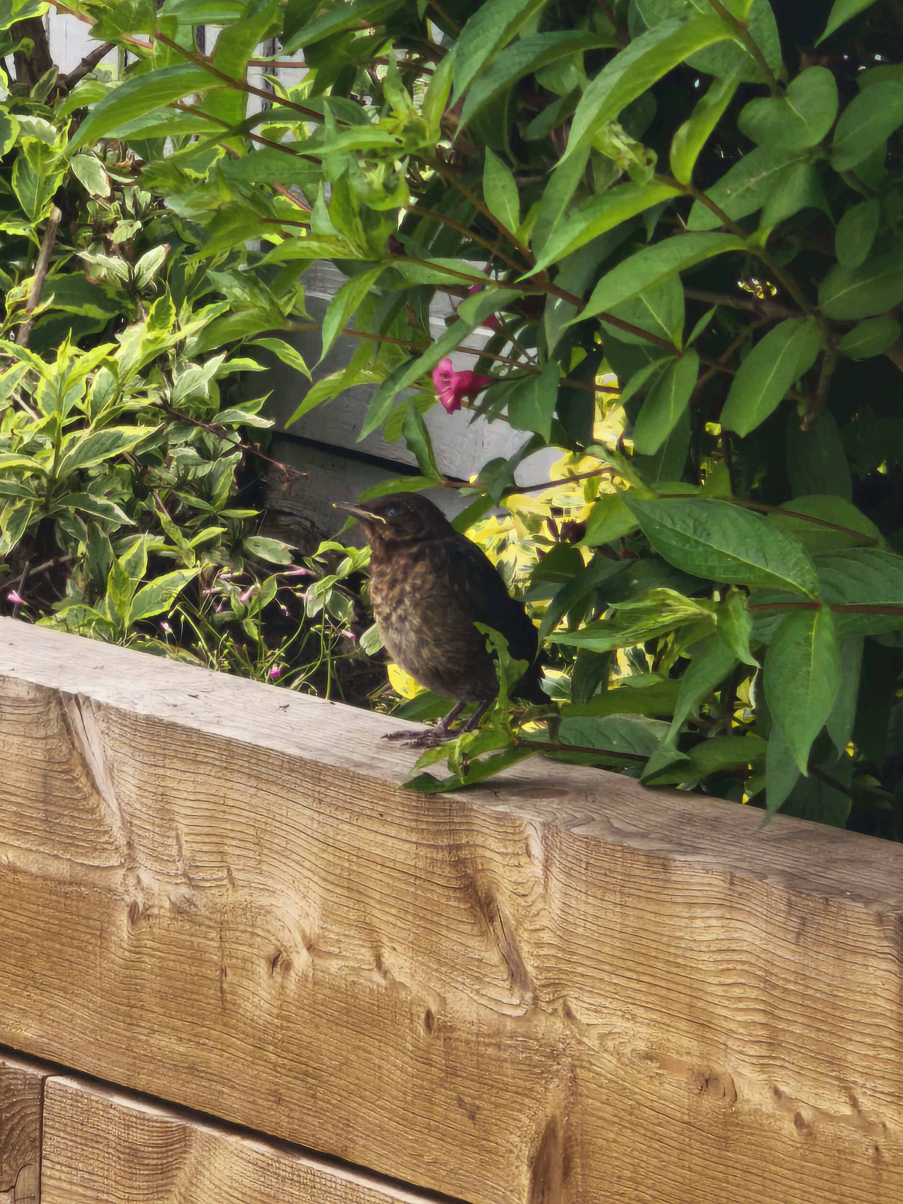 Recent bird photo