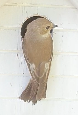 Recent bird photo