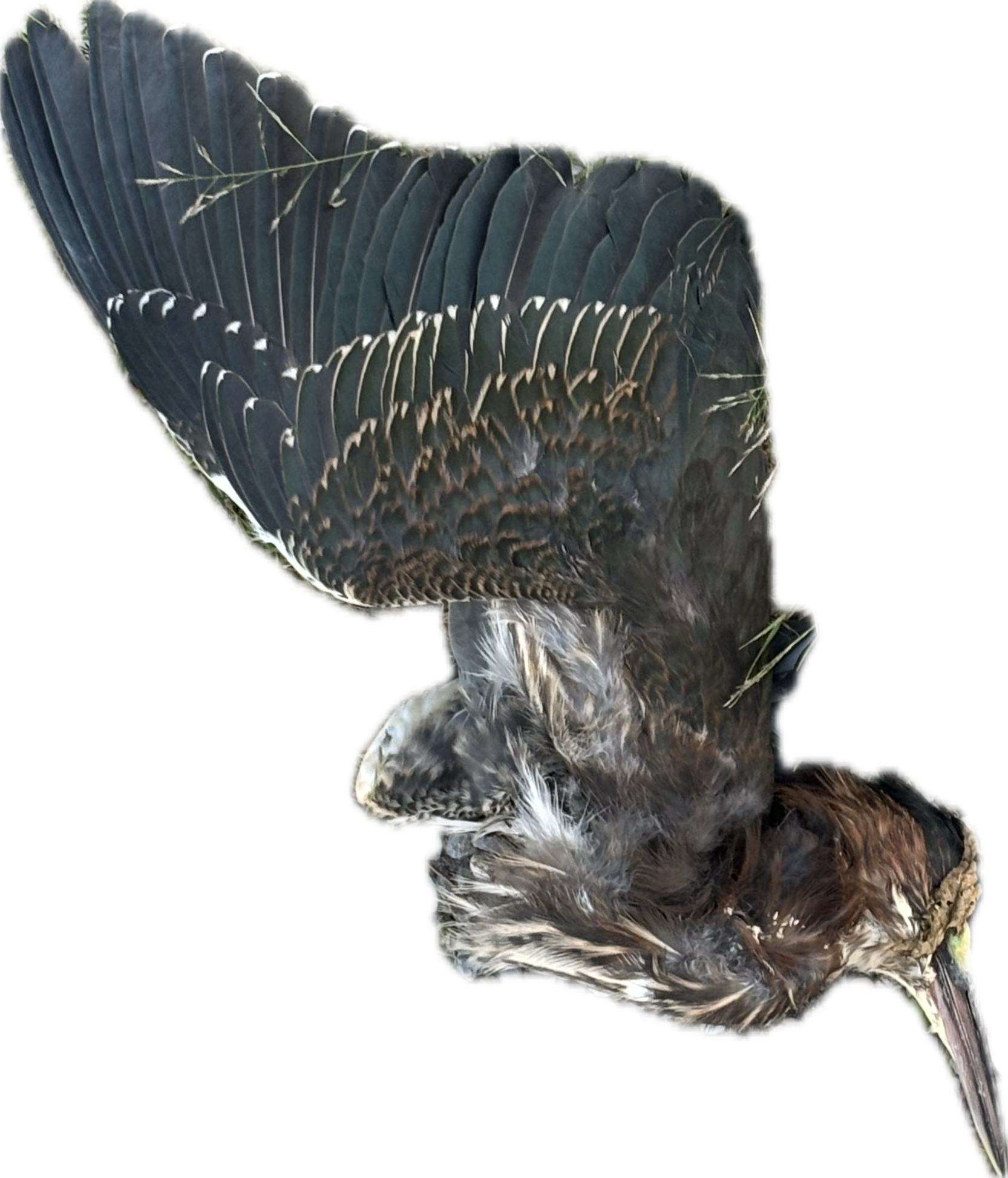 Recent bird photo