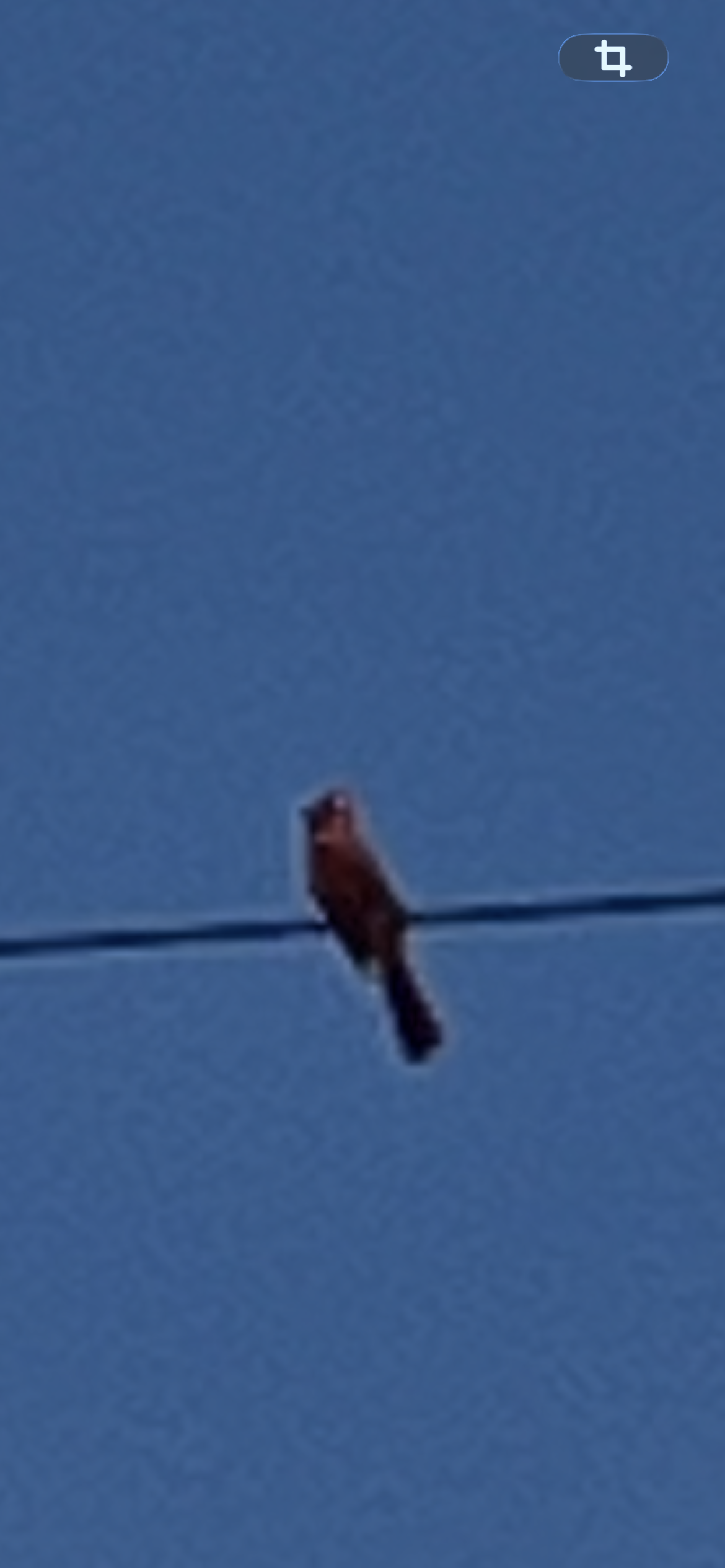 最近認識された鳥の写真
