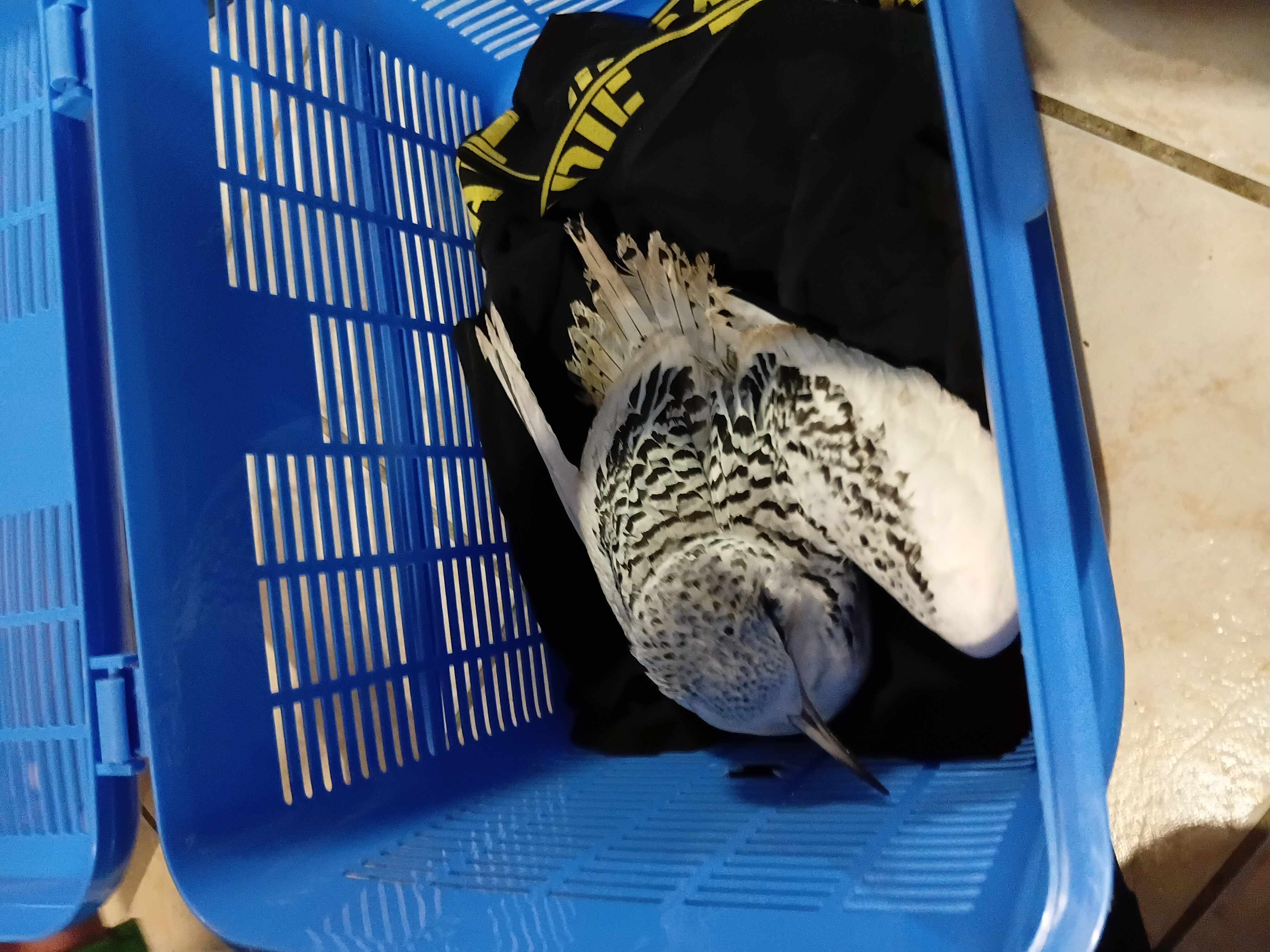 最近辨識的鳥類圖片