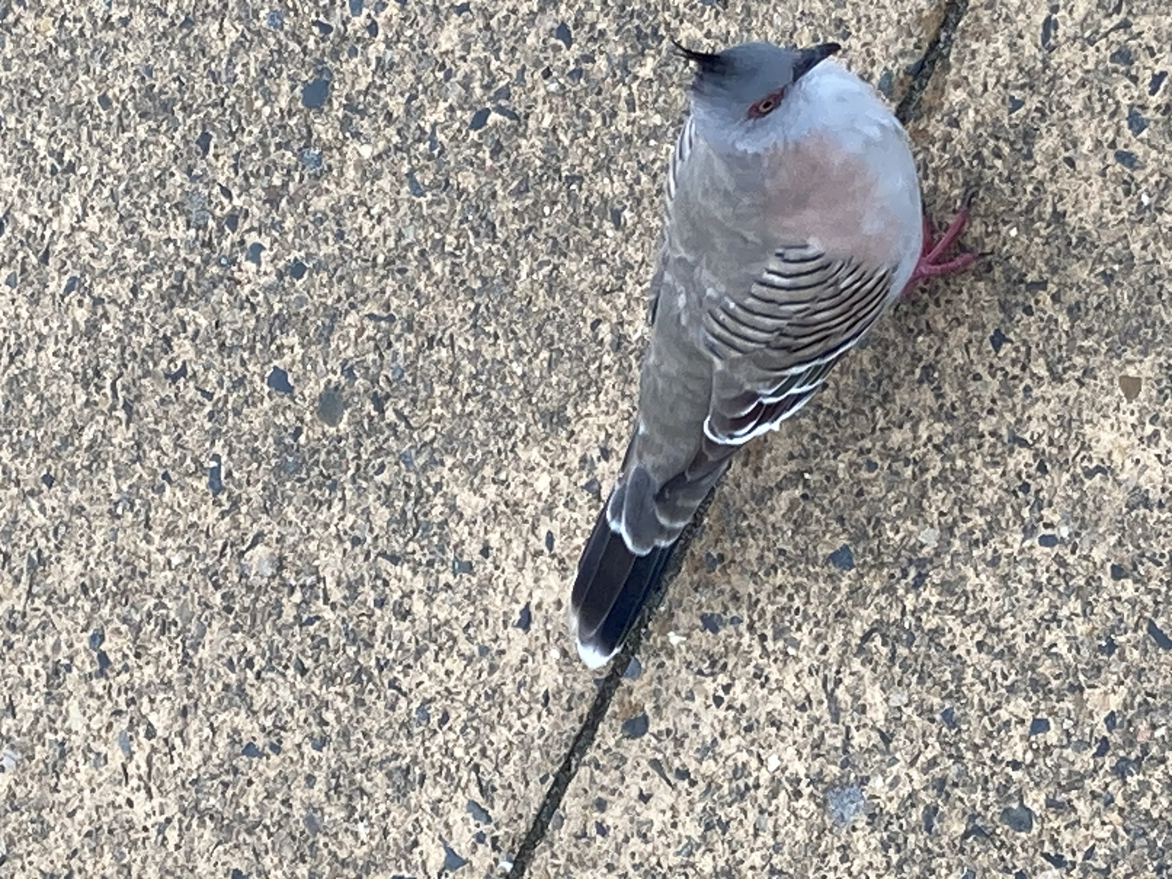 Recent bird photo