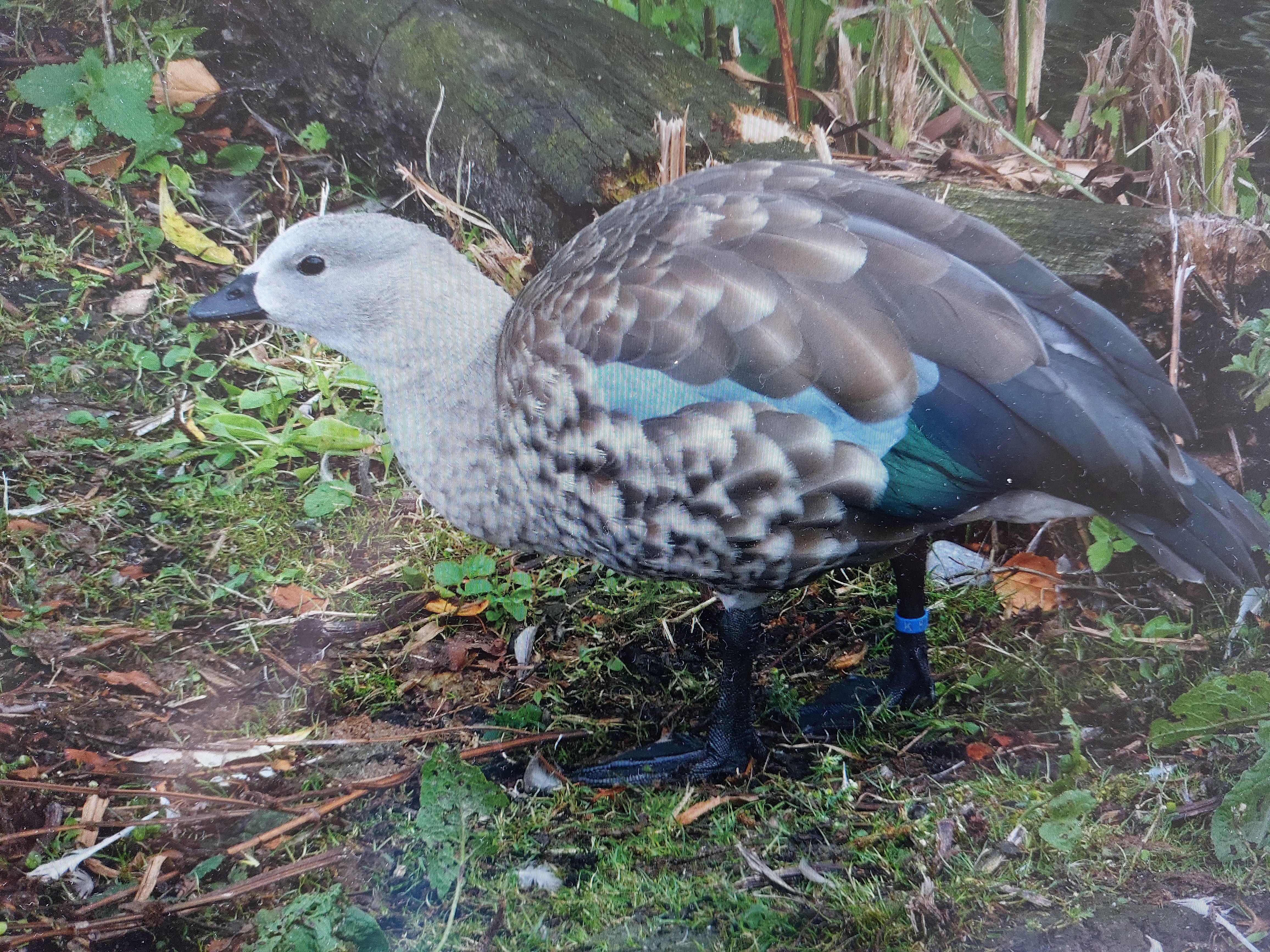 Recent bird photo