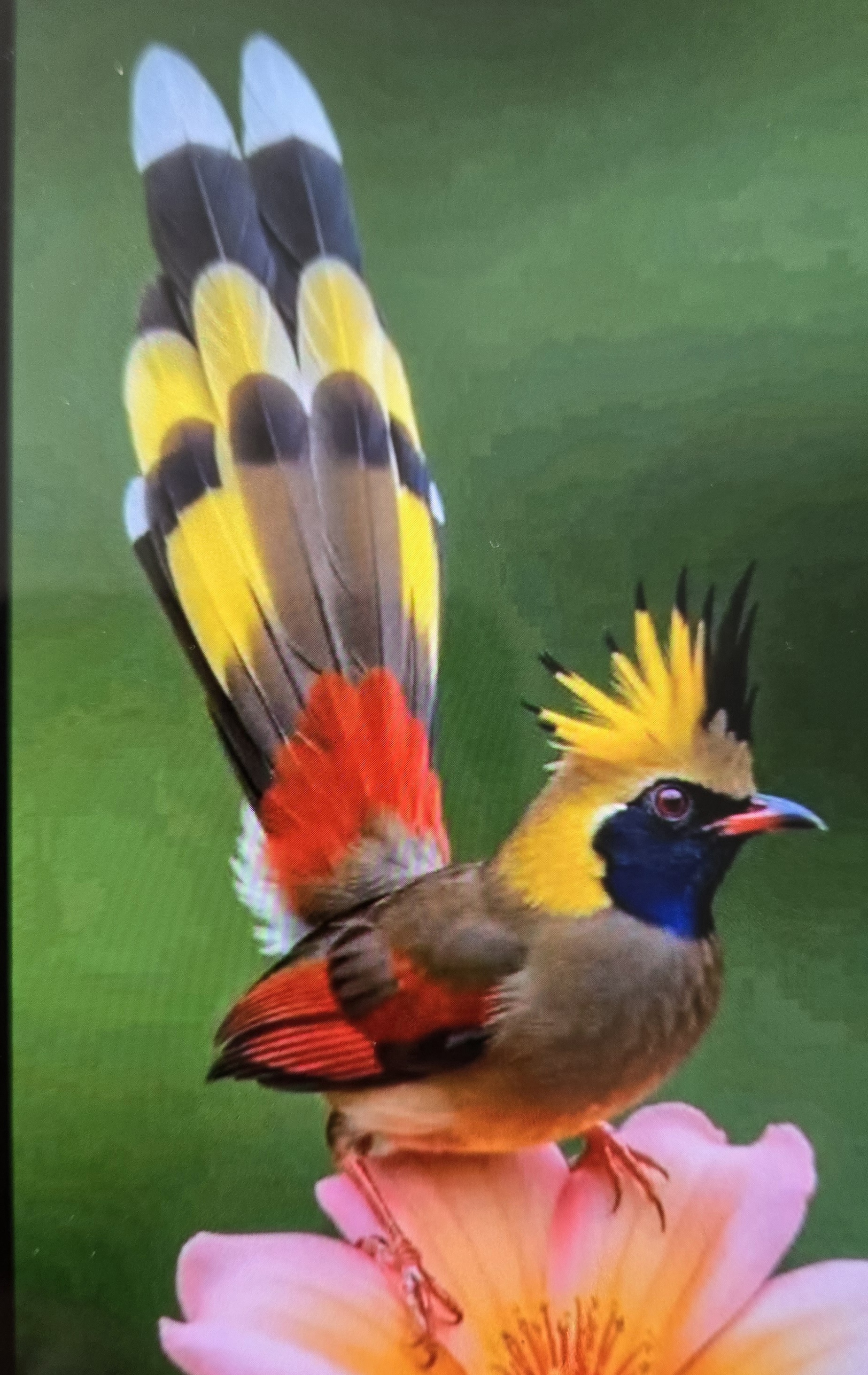 Recent bird photo