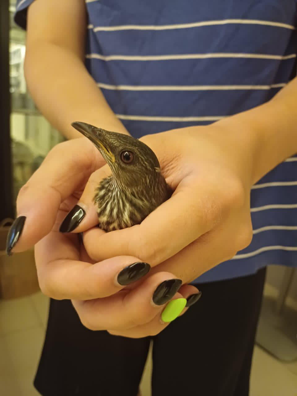 Recent bird photo
