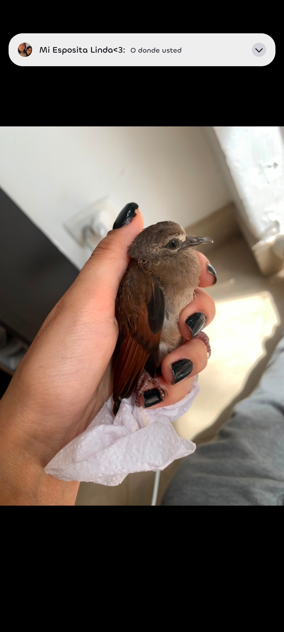 最近認識された鳥の写真