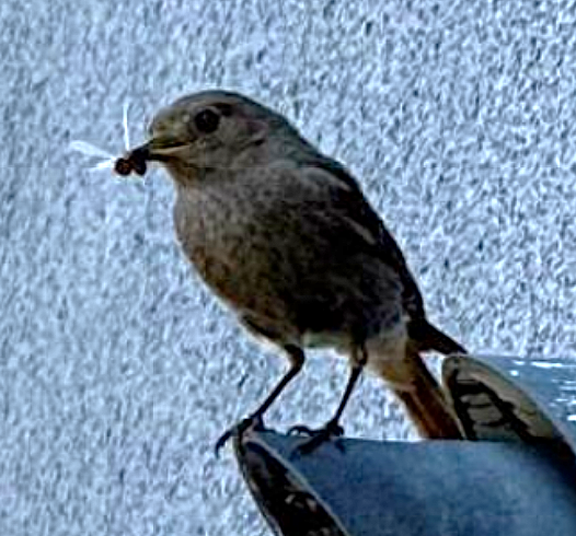 最近認識された鳥の写真