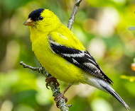 American Goldfinch