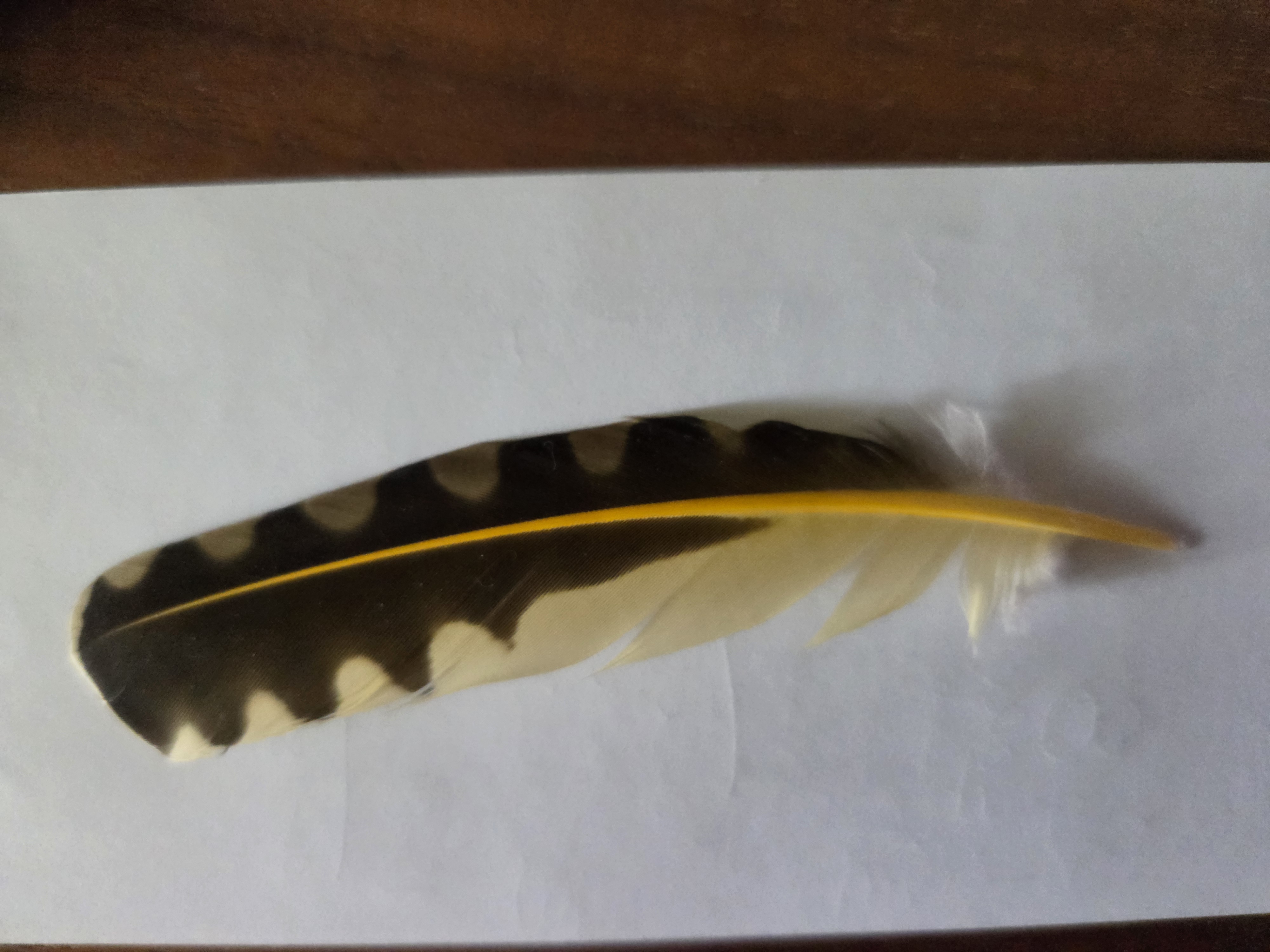 Ruffed Grouse