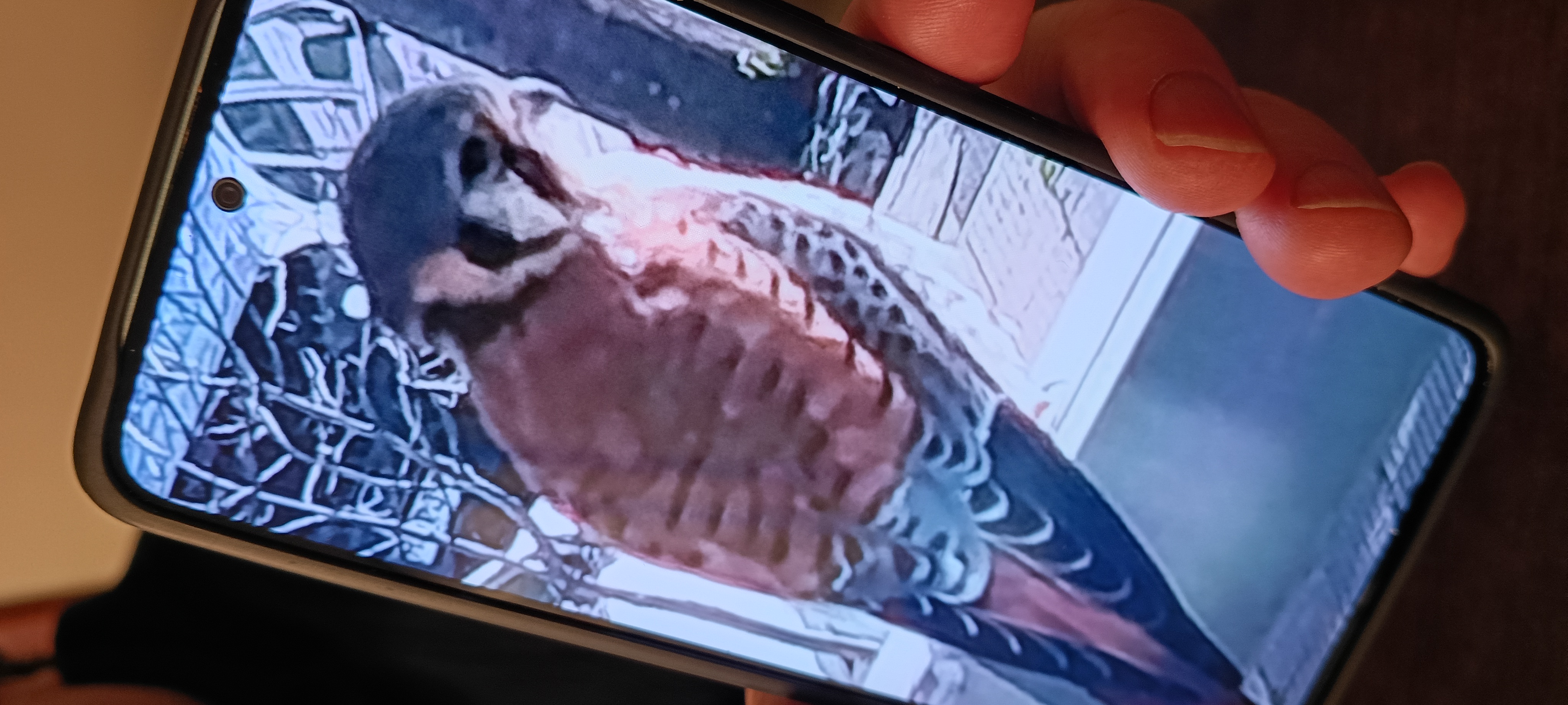 最近認識された鳥の写真