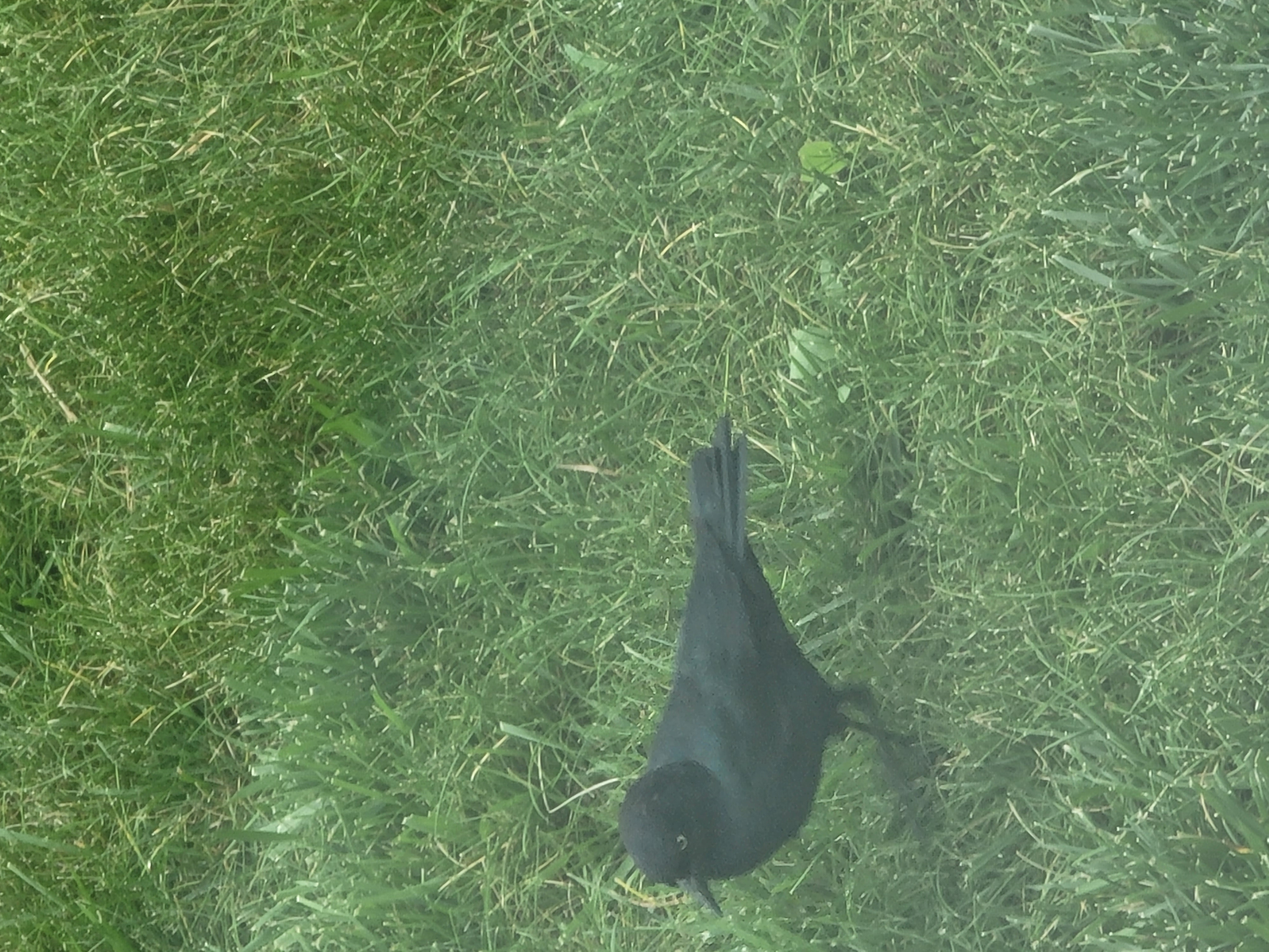 Recent bird photo