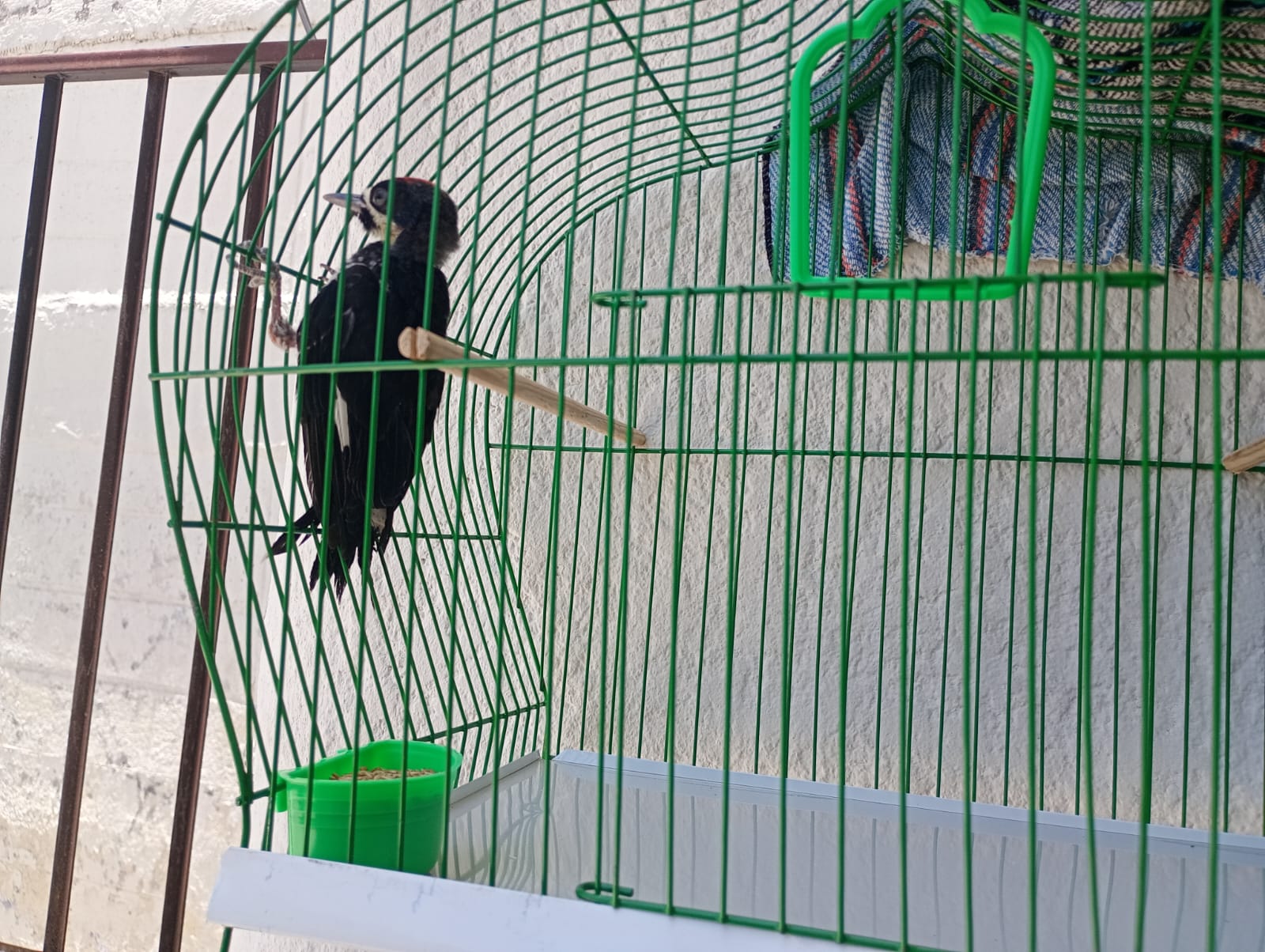 最近認識された鳥の写真