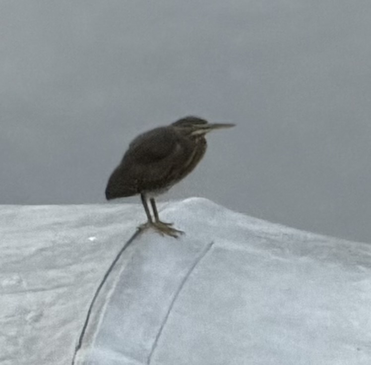 最近認識された鳥の写真