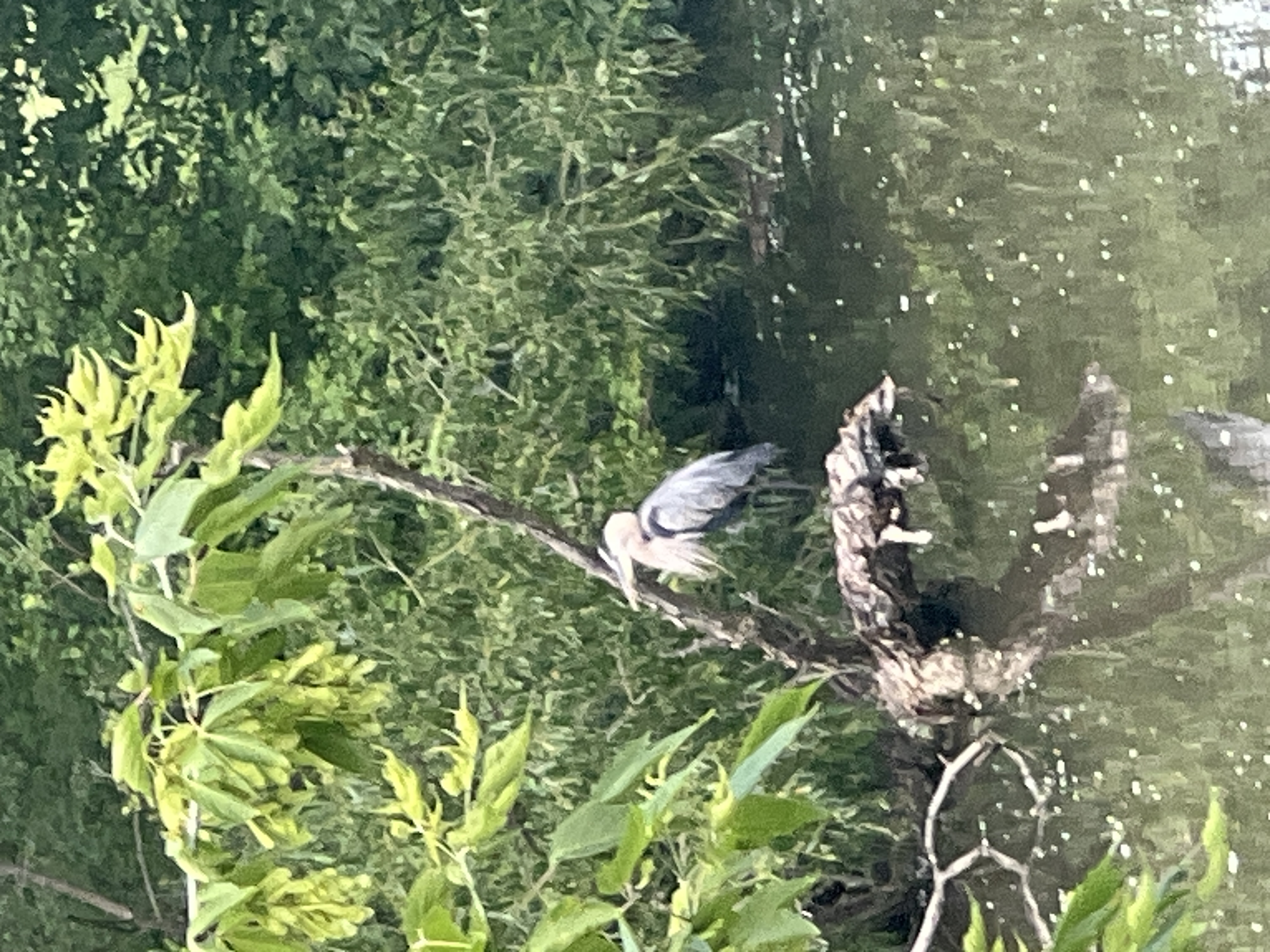 最近認識された鳥の写真