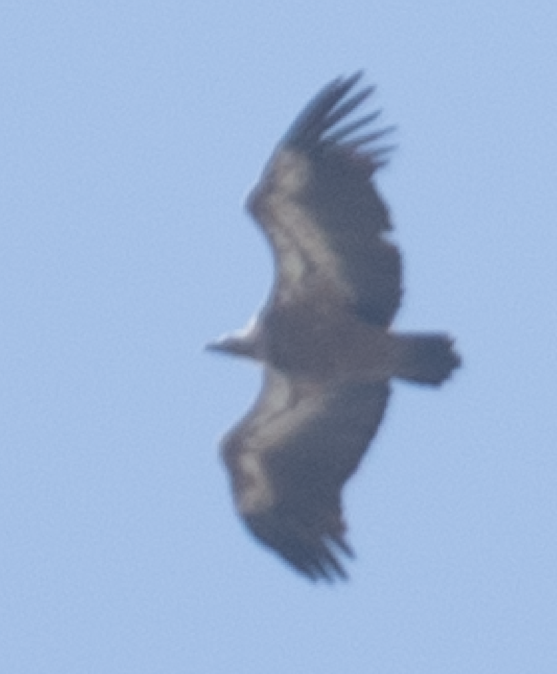 California Condor