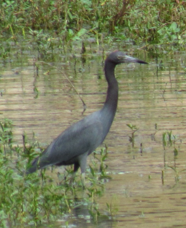 Recent bird photo