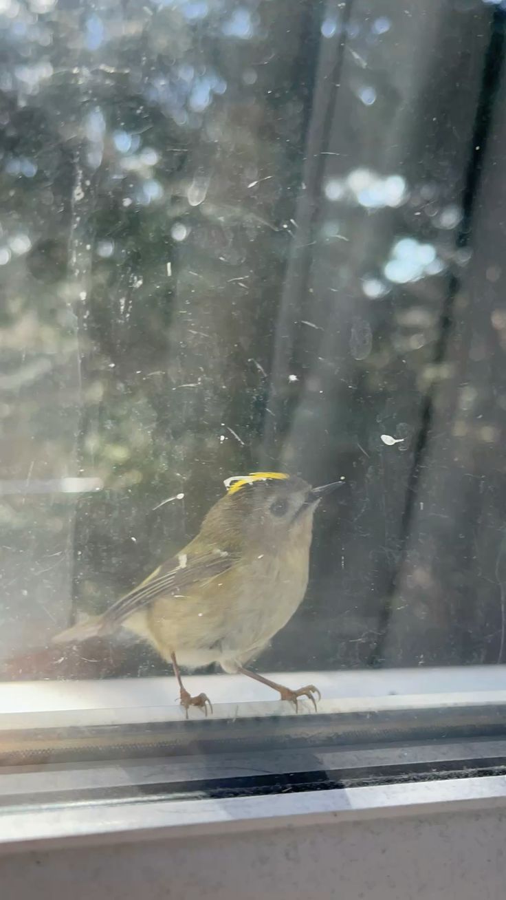 最近認識された鳥の写真