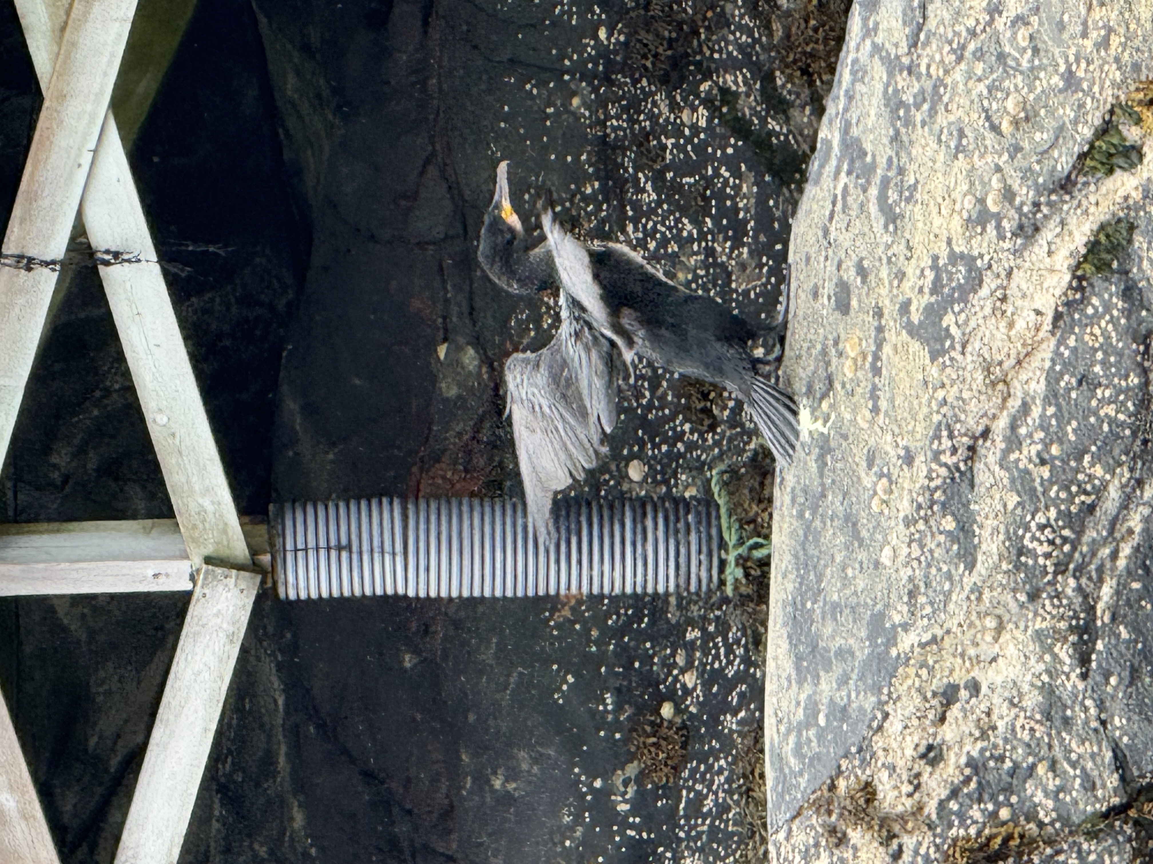 Recent bird photo