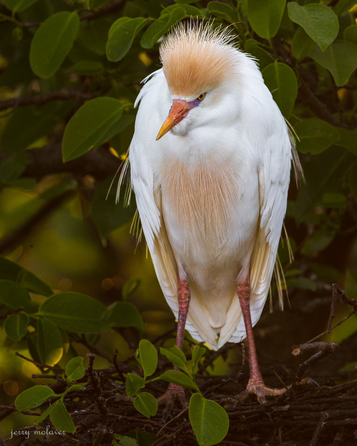 最近認識された鳥の写真