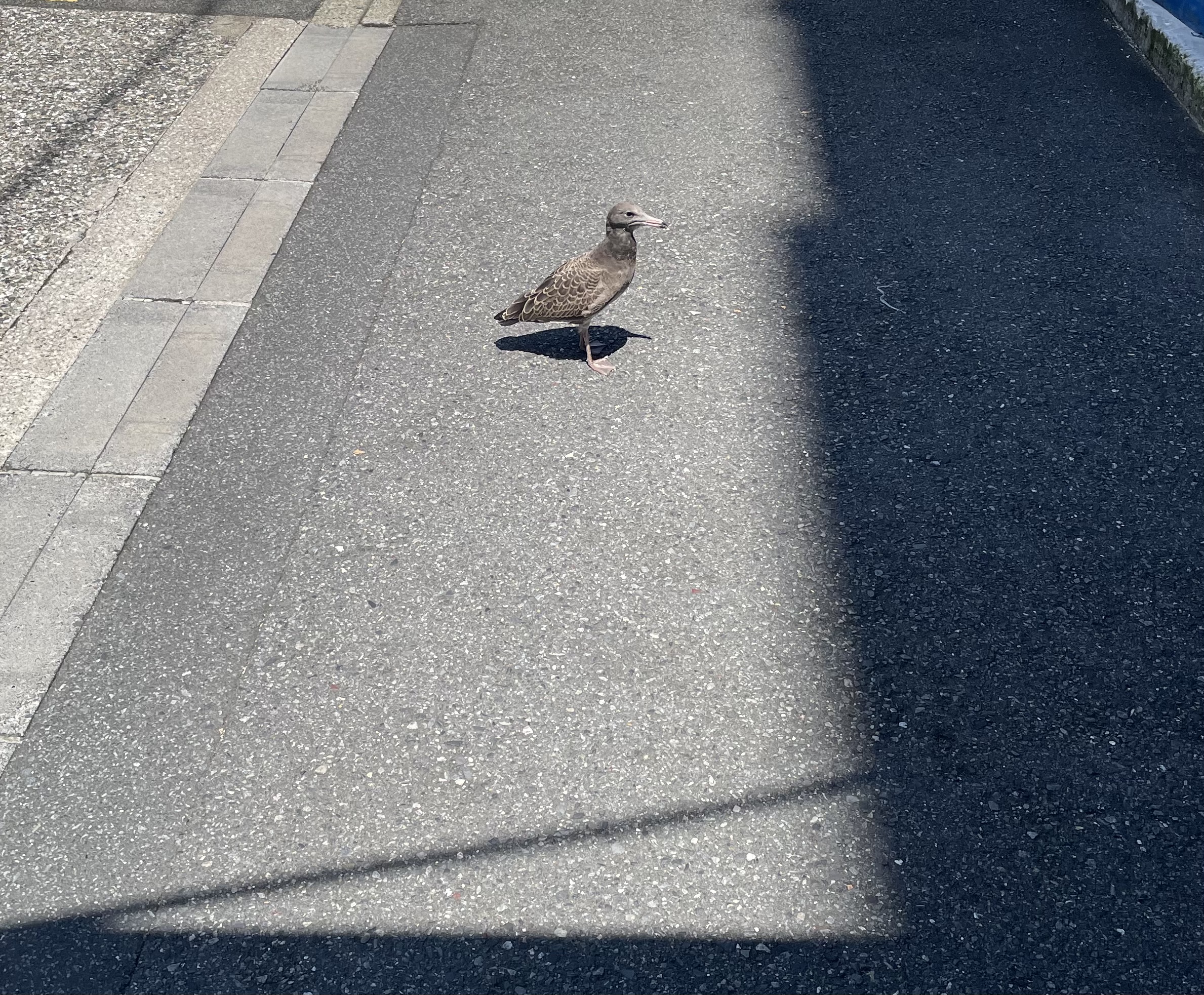 最近認識された鳥の写真