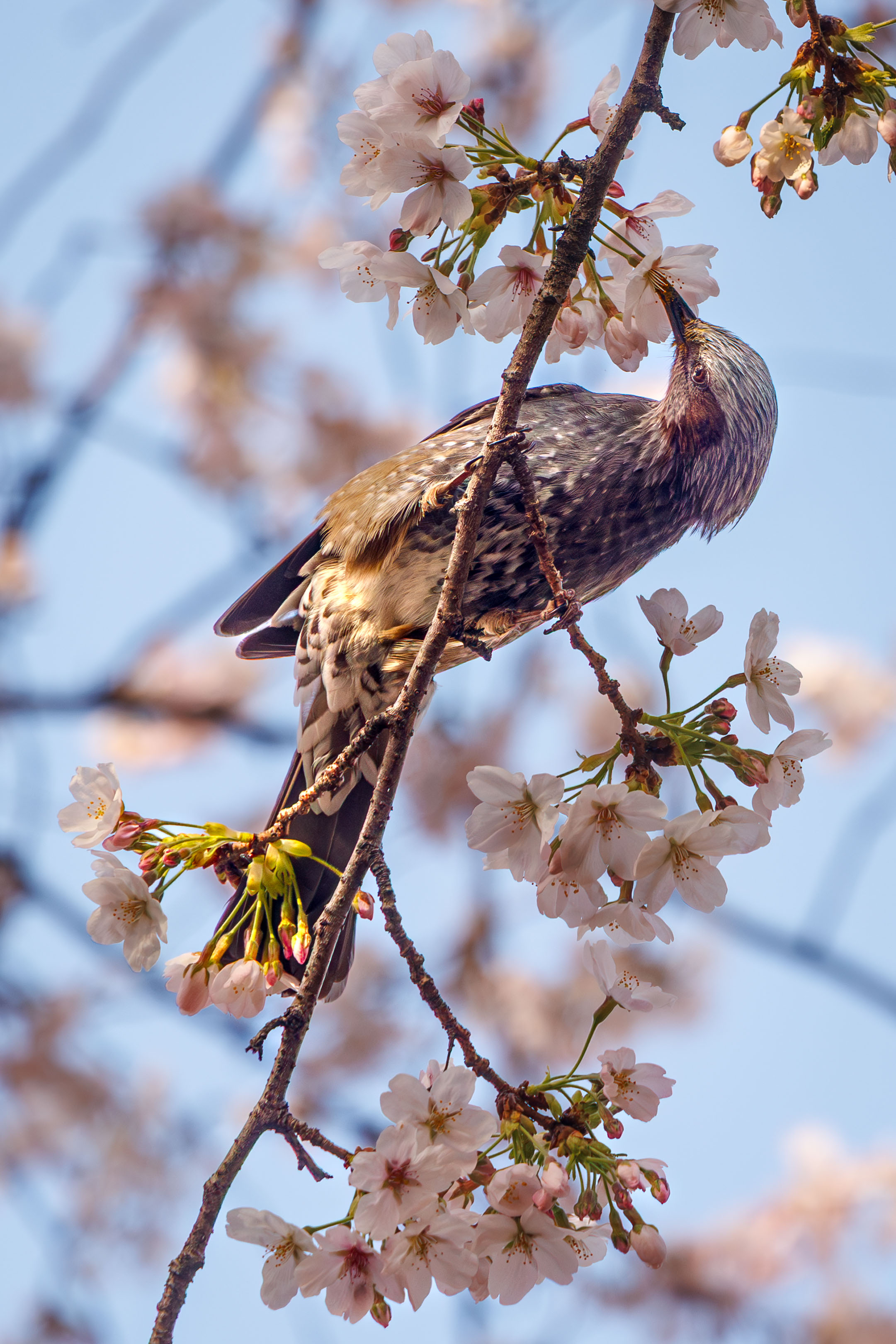 最近認識された鳥の写真