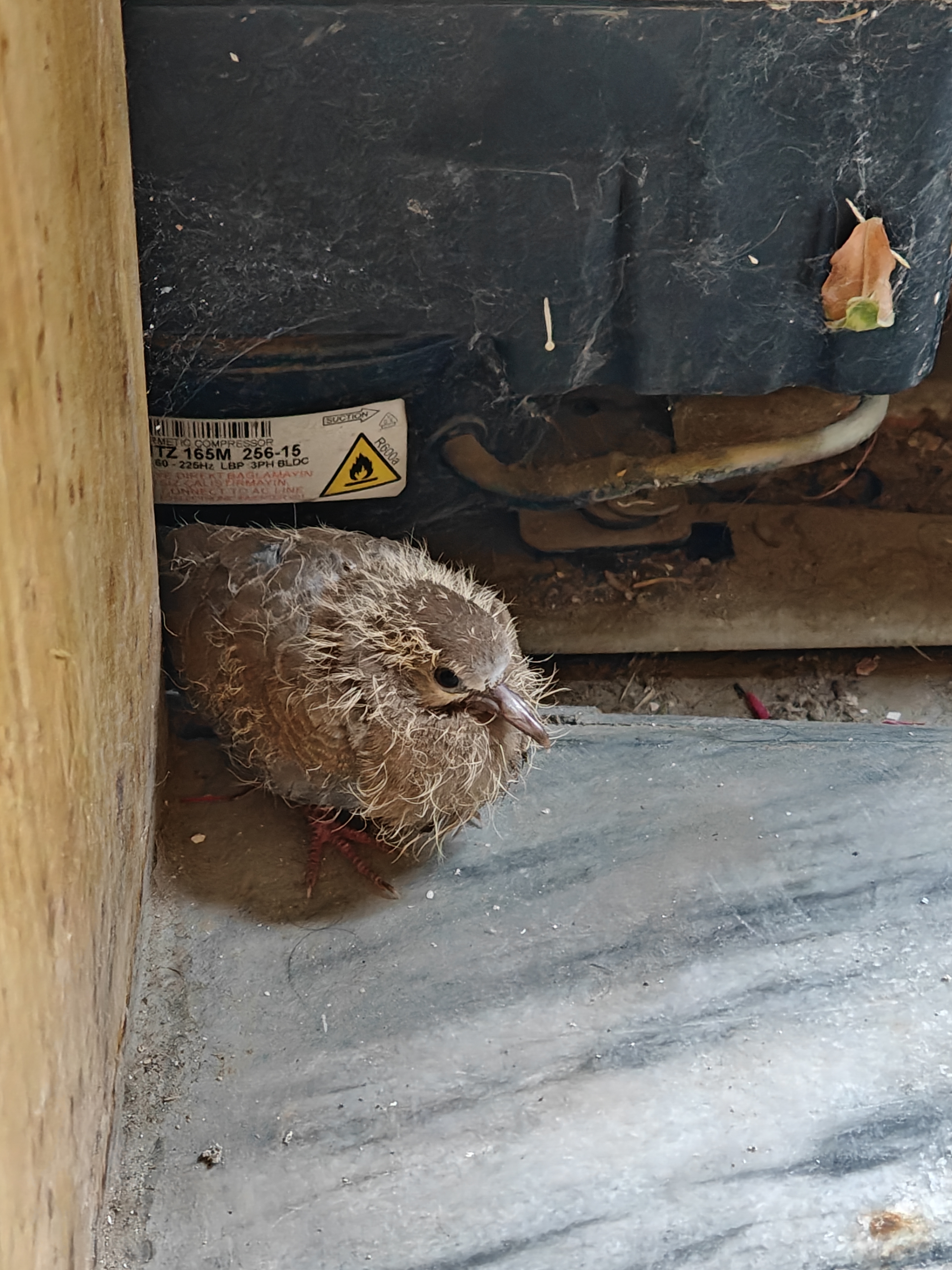 最近認識された鳥の写真