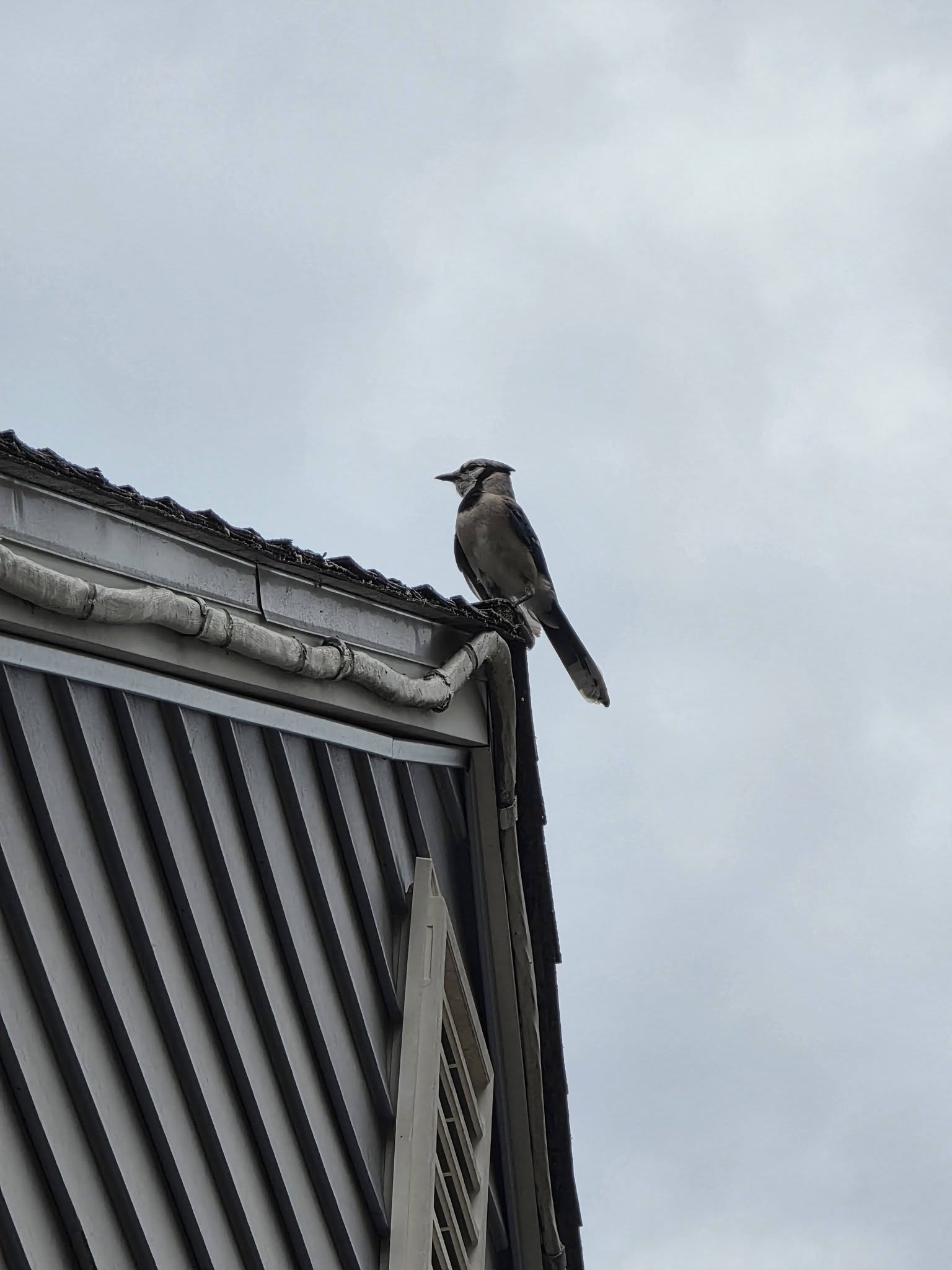 最近認識された鳥の写真