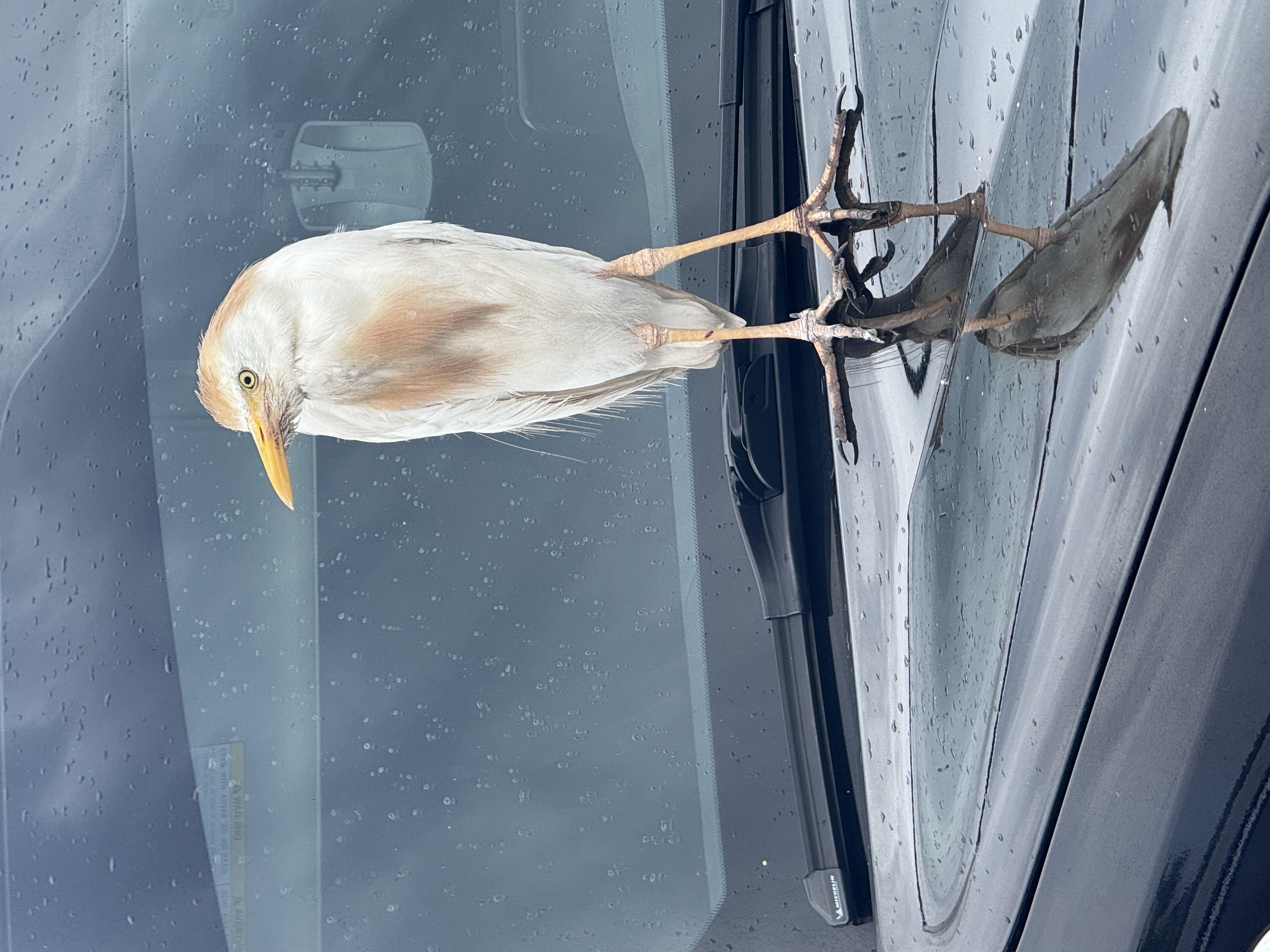 最近認識された鳥の写真