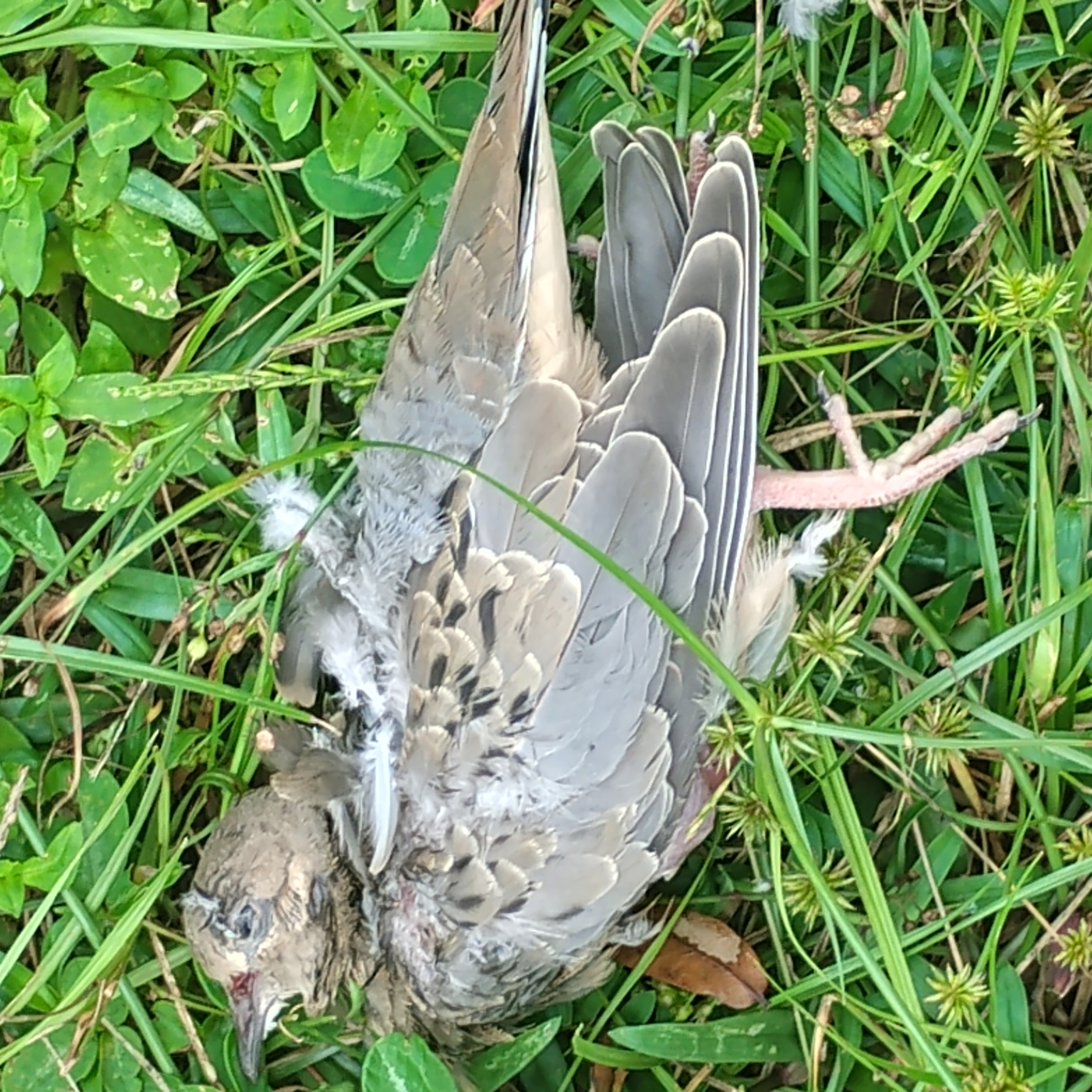 Recent bird photo