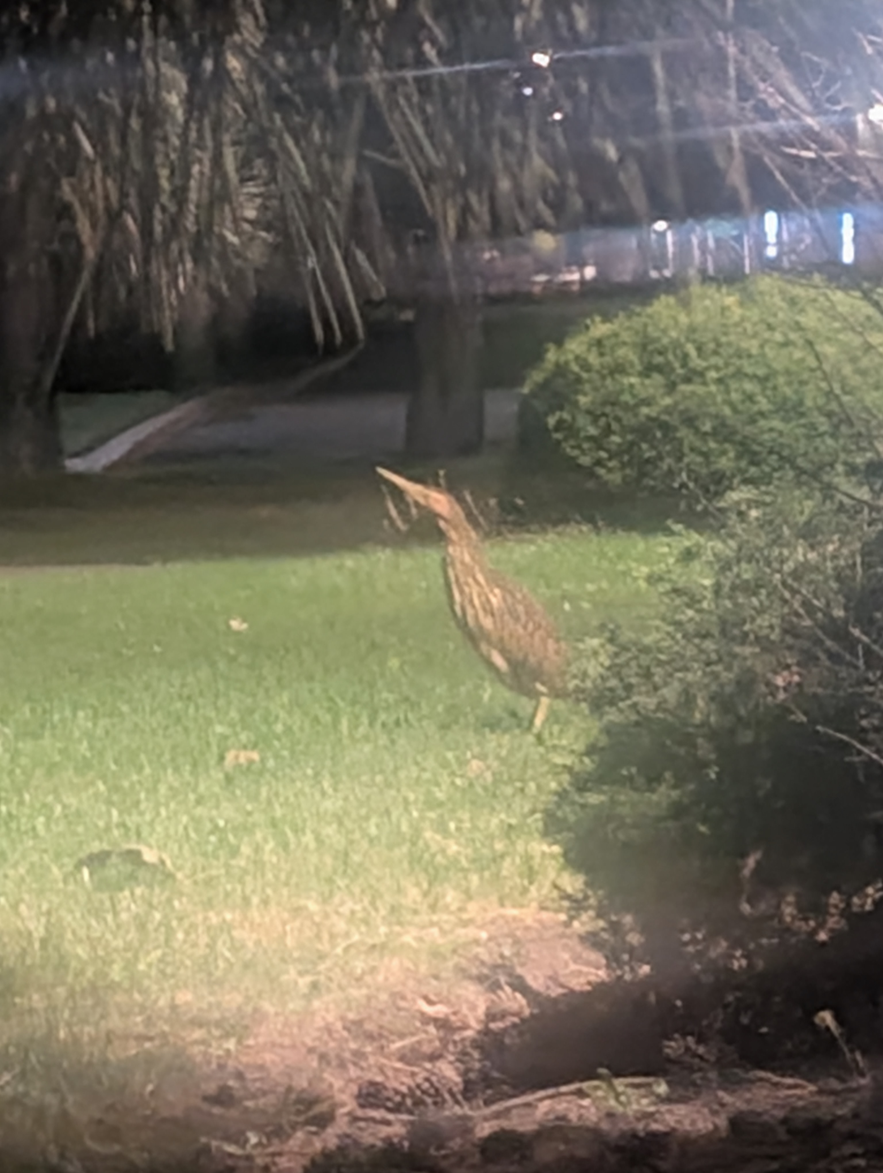 Recent bird photo
