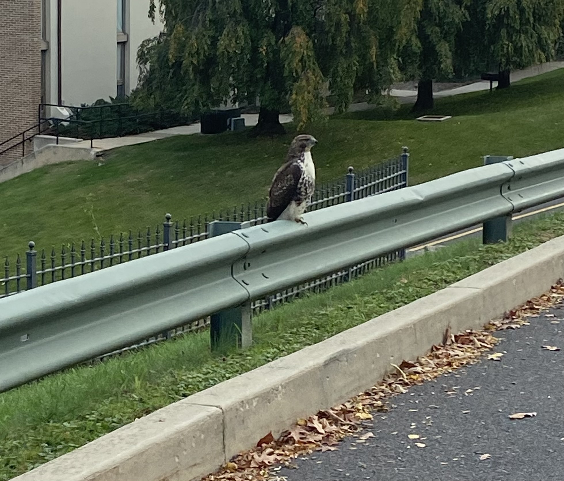 Red-tailed Hawk
