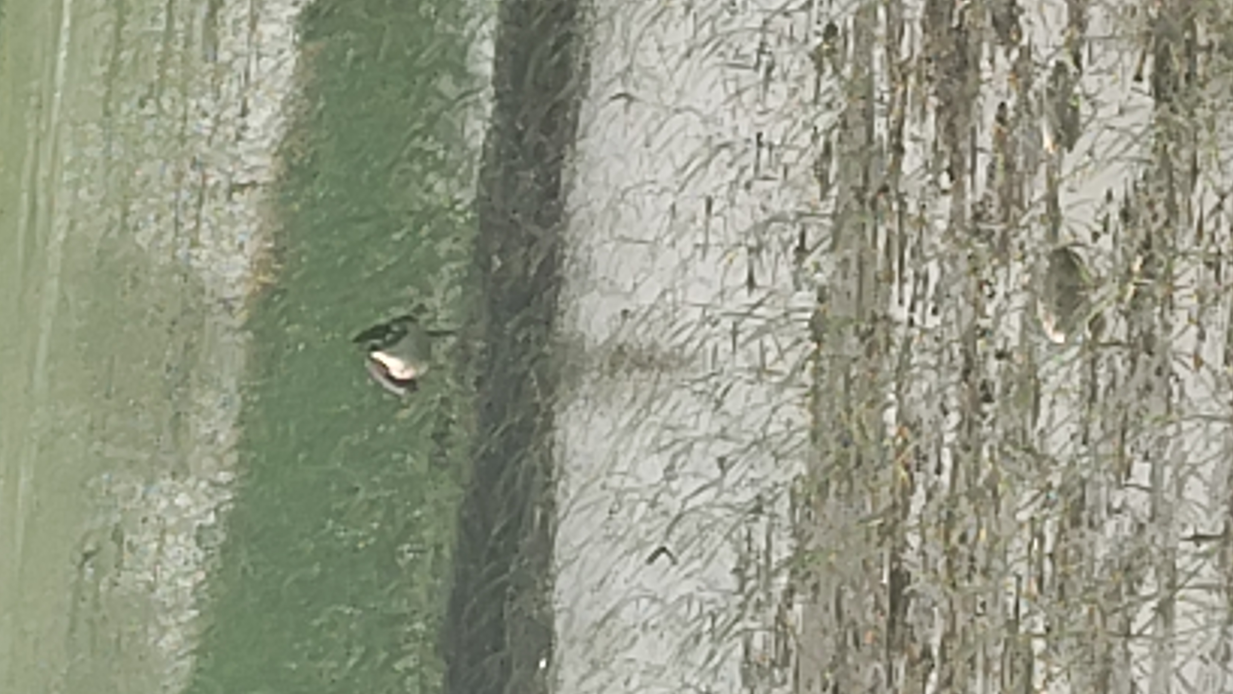 最近認識された鳥の写真