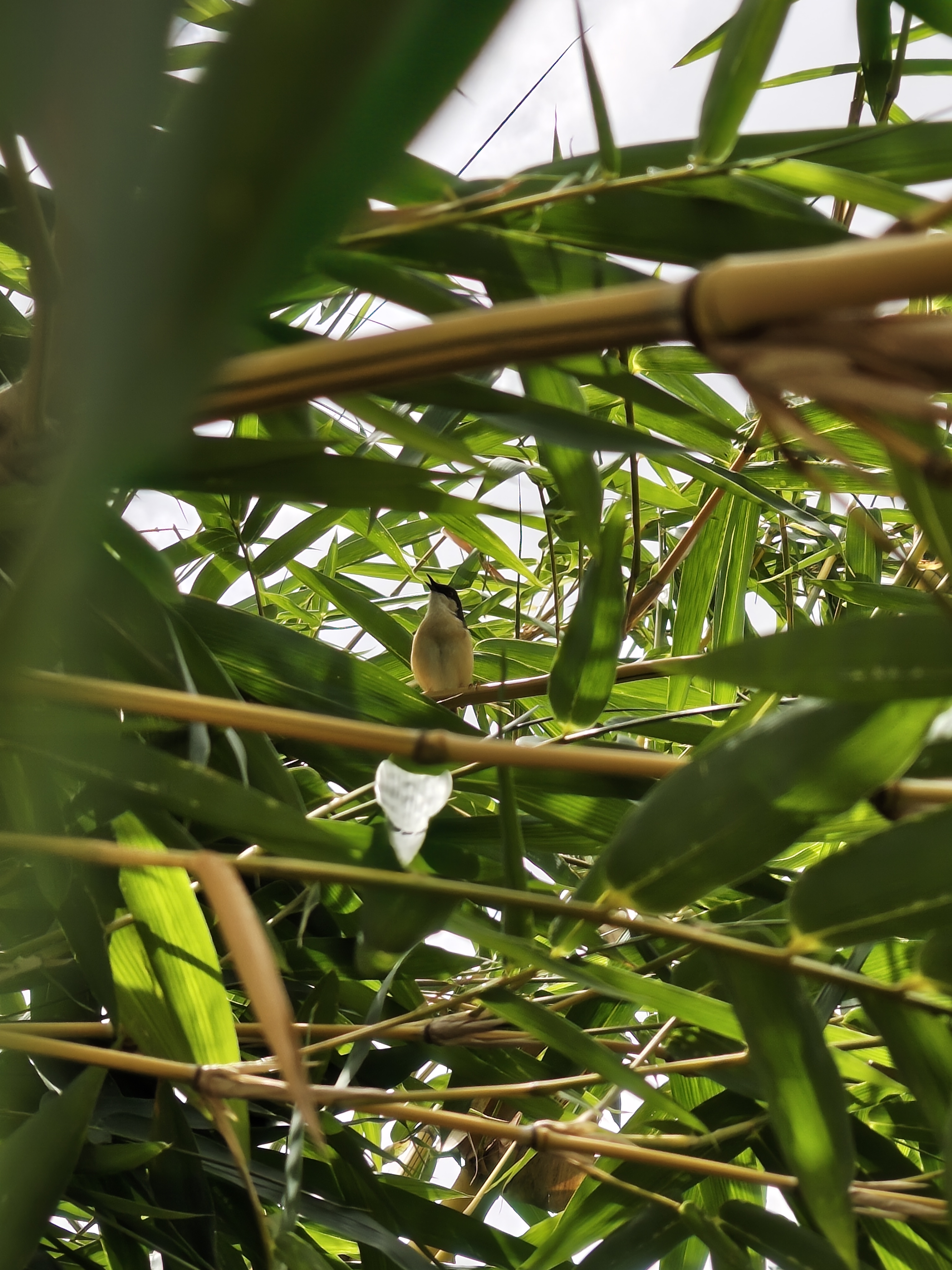 Recent bird photo